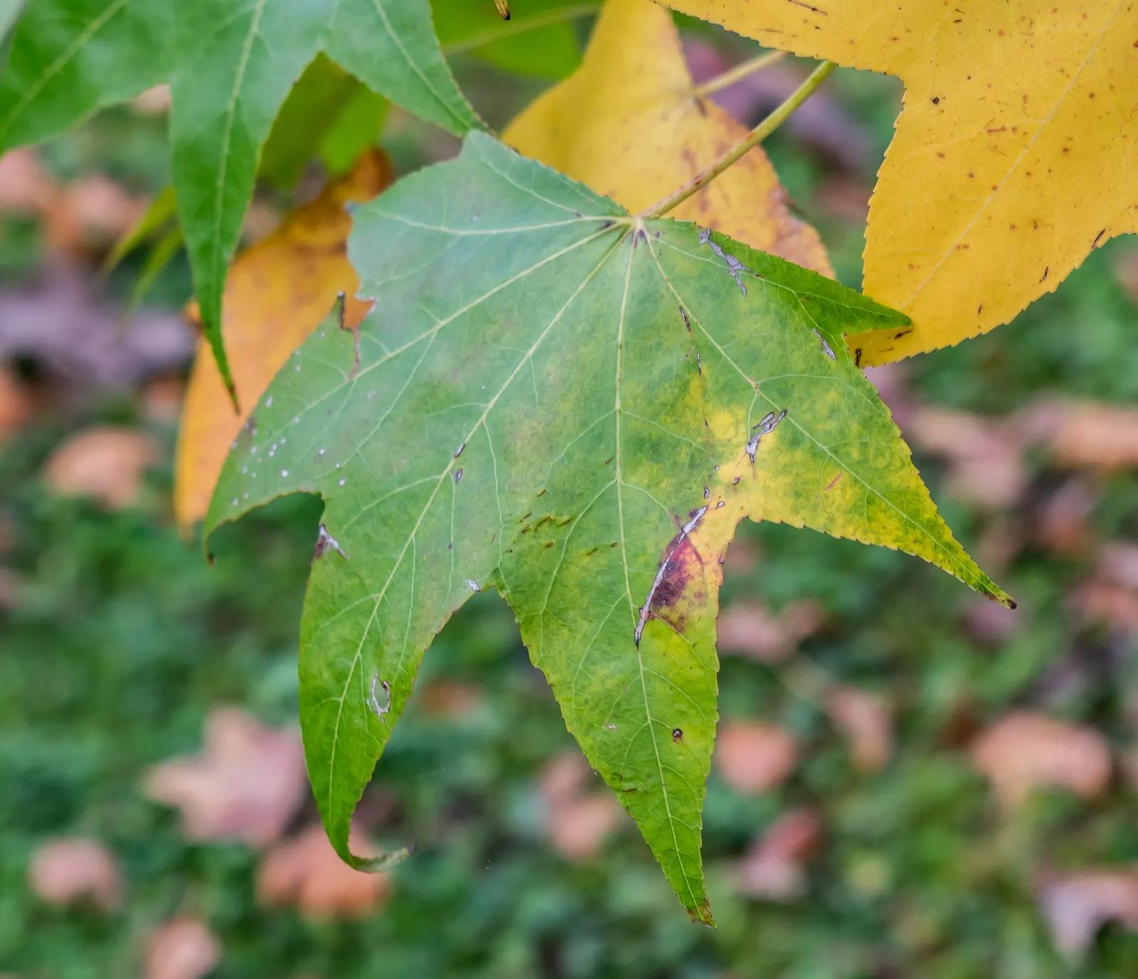 American Sweet Gum (Liquidambar Styraciflua) — Provides excellent shade but root system can disrupt pavements; is a captivating deciduous tree, image 55