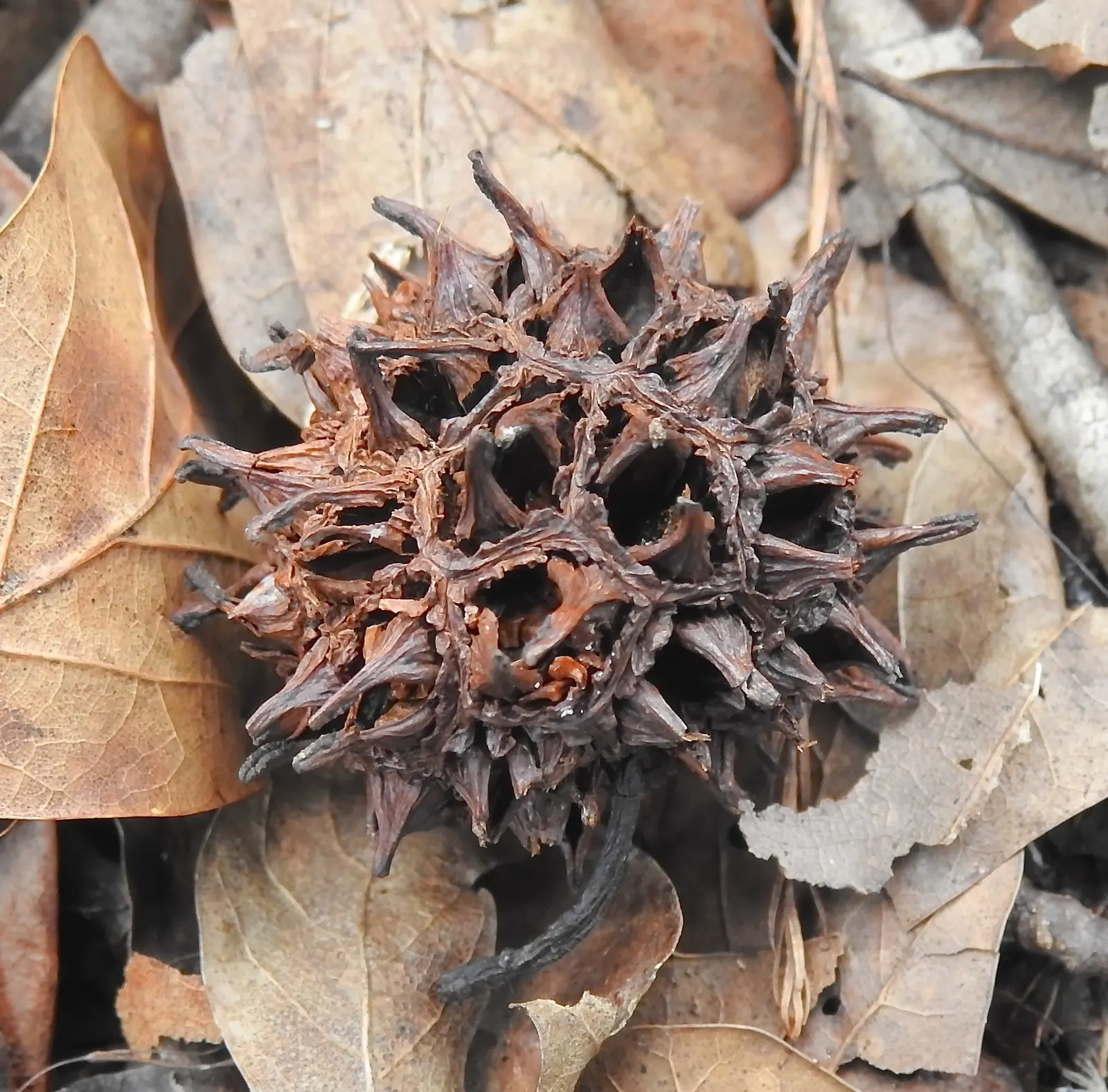 American Sweet Gum (Liquidambar Styraciflua) — persists through winter and can pose a litter nuisance if planted near walkways or frequented areas