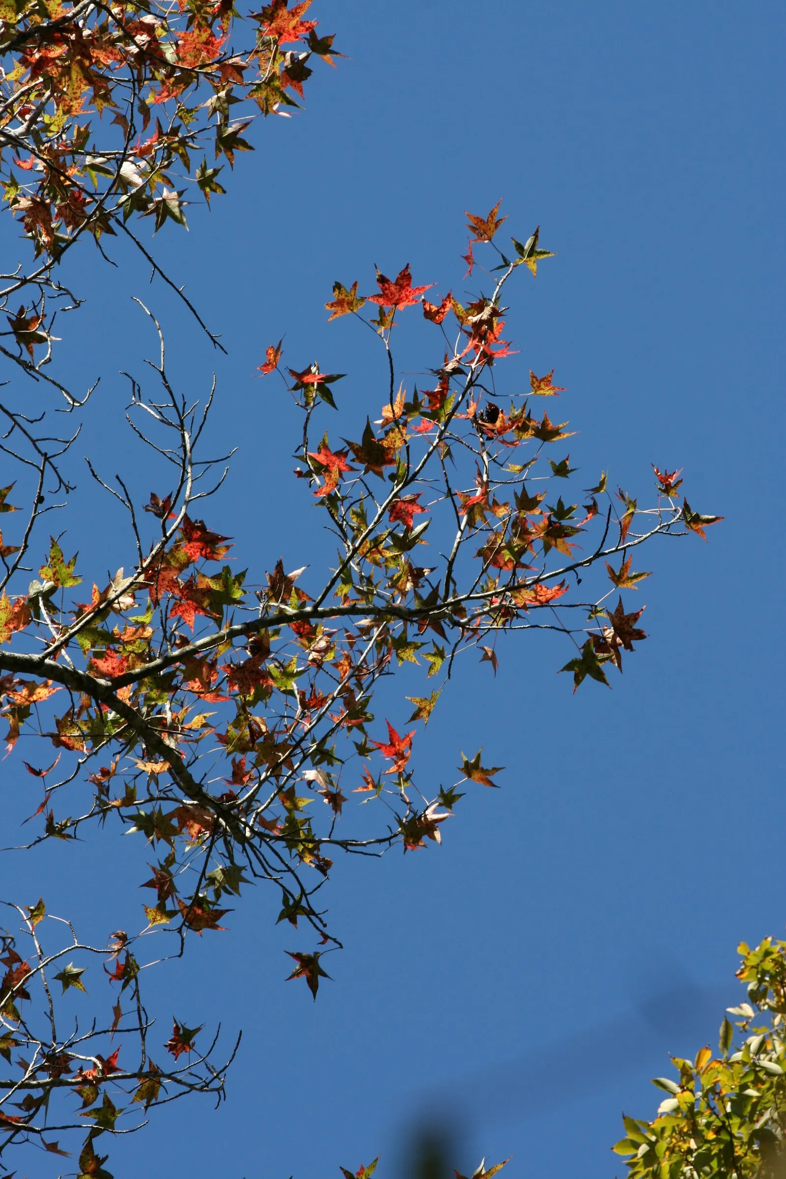 American Sweet Gum (Liquidambar Styraciflua) — Provides excellent shade but root system can disrupt pavements; is a captivating deciduous tree renowned for its