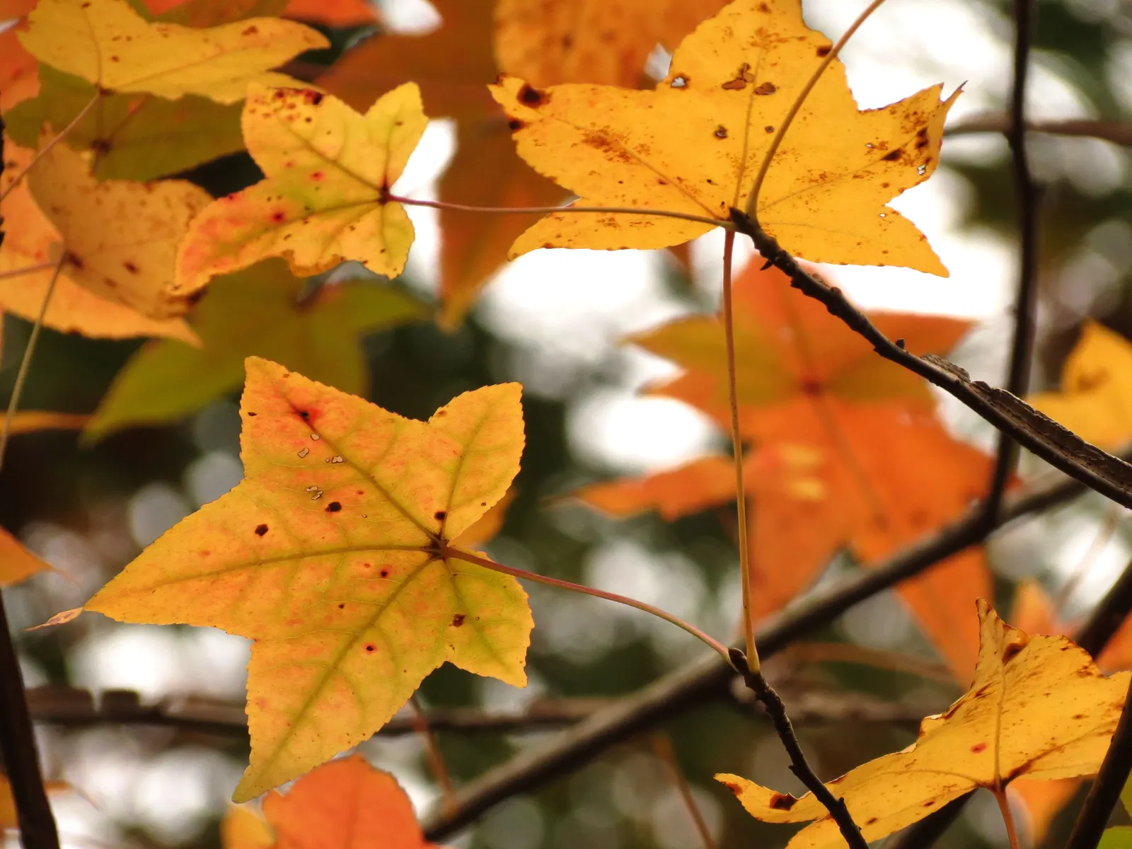American Sweet Gum (Liquidambar Styraciflua) — and purples in the fall.<br><br>One notable feature of the Sweet Gum is its corky bark
