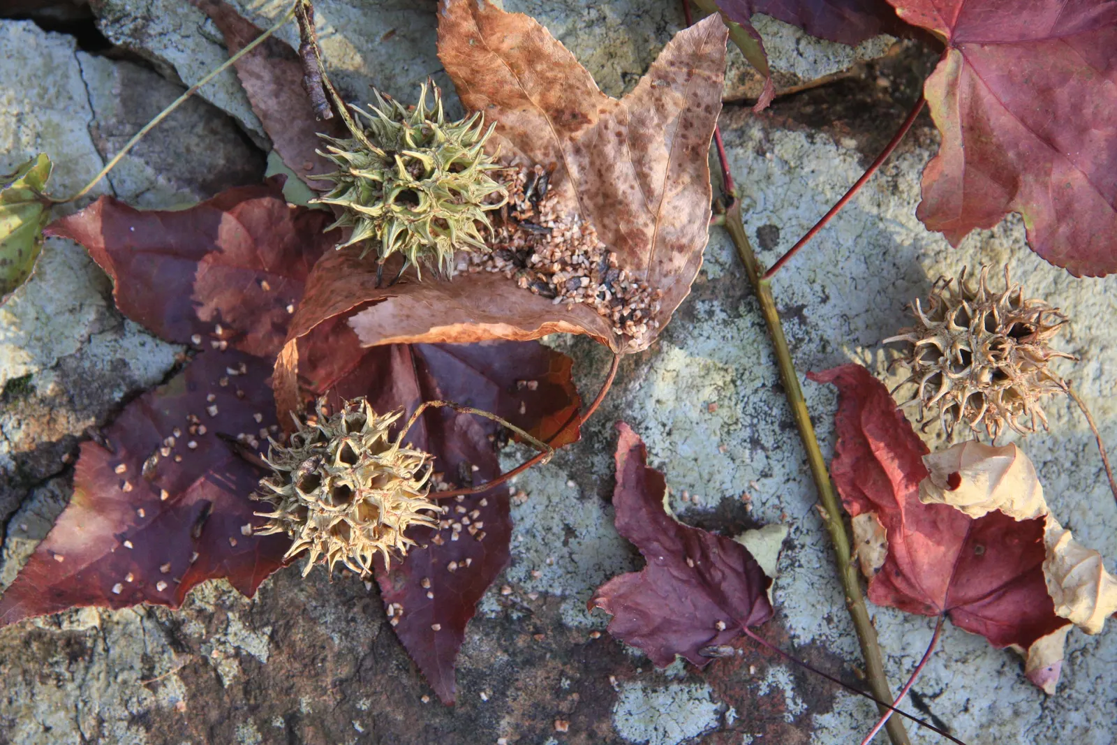 American Sweet Gum (Liquidambar Styraciflua) — transforming into a kaleidoscope of yellows; it's deciduous, with a moderate to fast growth rate