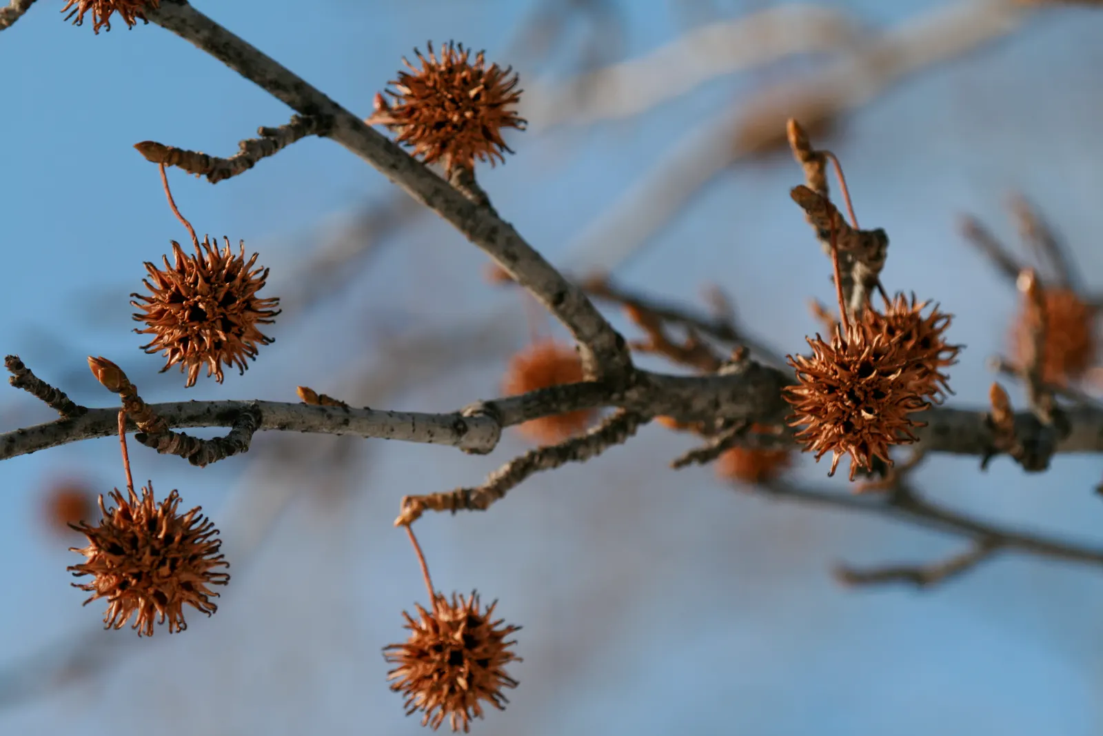 American Sweet Gum (Liquidambar Styraciflua) — tree for full
