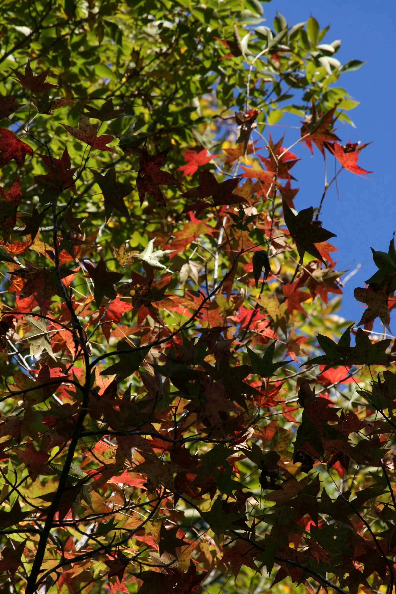 American Sweet Gum (Liquidambar Styraciflua) — with a canopy spread of 40 to 50 feet; this tree presents a pyramidal form in its youth that becomes more