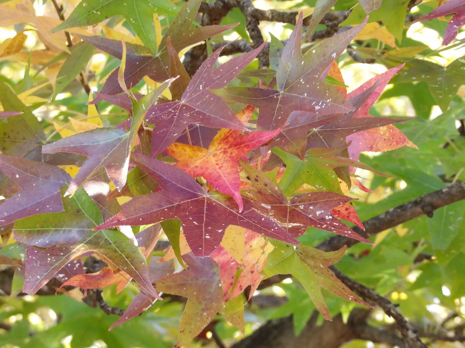 American Sweet Gum (Liquidambar Styraciflua) — and purples in the fall.<br><br>One notable feature of the Sweet Gum is its corky bark, image 38