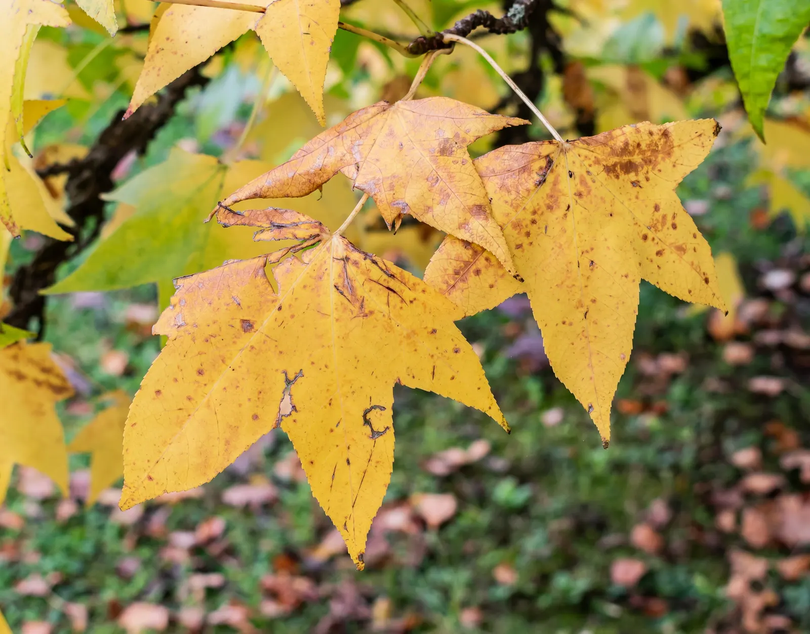 American Sweet Gum (Liquidambar Styraciflua) — reaching up to 60-75 feet tall with a 40-50 feet spread; its star-shaped leaves are a luscious green, image 52