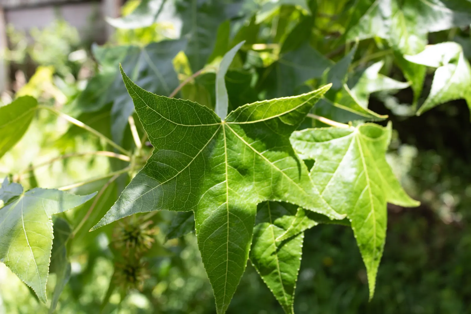 American Sweet Gum (Liquidambar Styraciflua) — tree for full; contributing to its name and lending a sweet, image 150