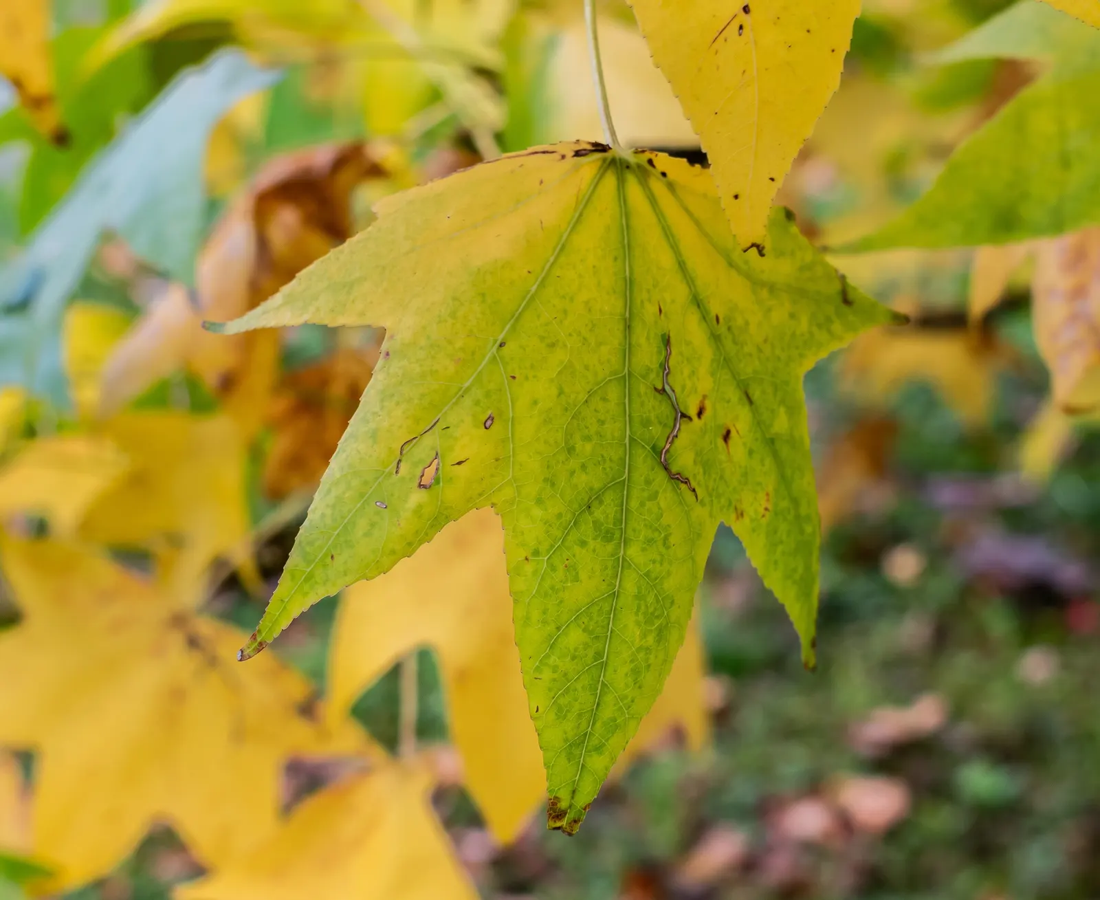 American Sweet Gum (Liquidambar Styraciflua) — Notable for its star-shaped leaves and vibrant fall colors, it prefers full sun and moist, image 53