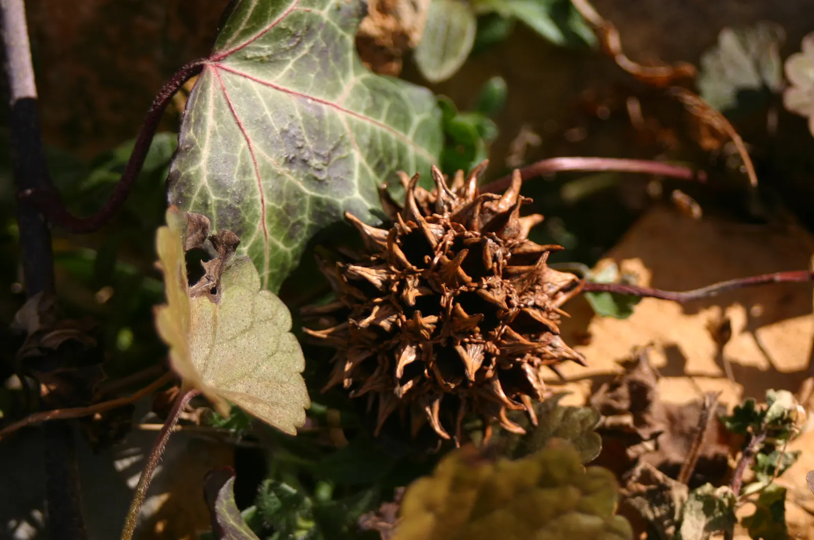 American Sweet Gum (Liquidambar Styraciflua) — Its star-shaped leaves are a luscious green throughout spring and summer; clients will enjoy a, image 136