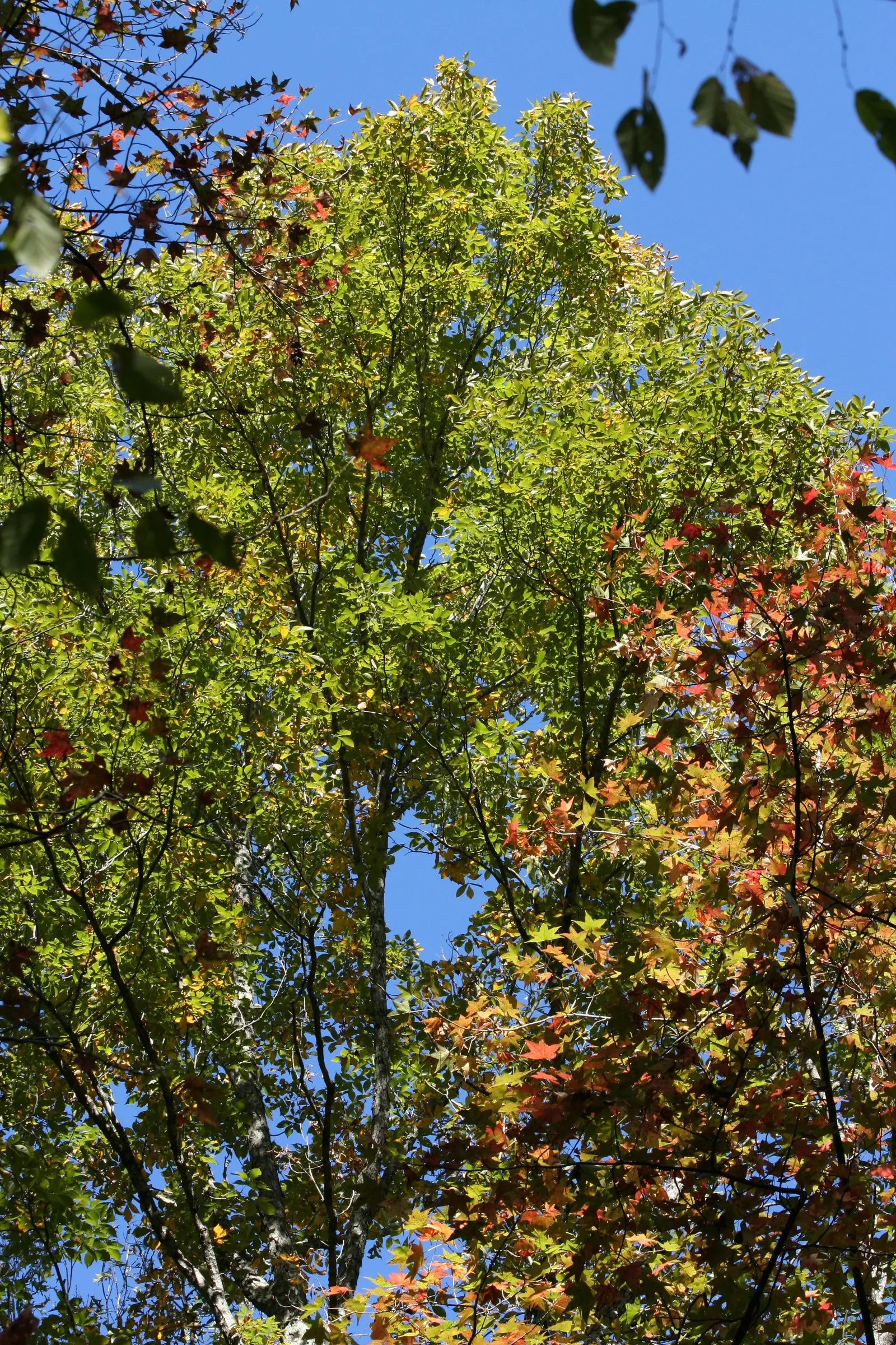 American Sweet Gum (Liquidambar Styraciflua) — which adds a textural element to the landscape during the leaf-off season; persists through winter and can pose