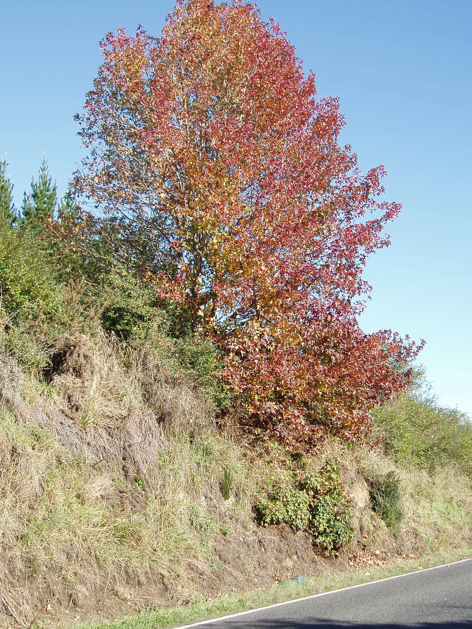 American Sweet Gum (Liquidambar Styraciflua) — and purples in the fall.<br><br>One notable feature of the Sweet Gum is its corky bark, image 138