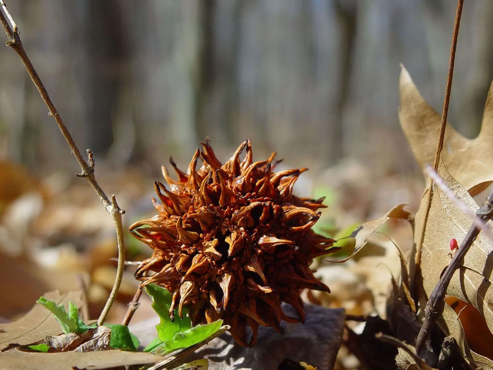 American Sweet Gum (Liquidambar Styraciflua) — landscape designers should note its potential size and root system when positioning it