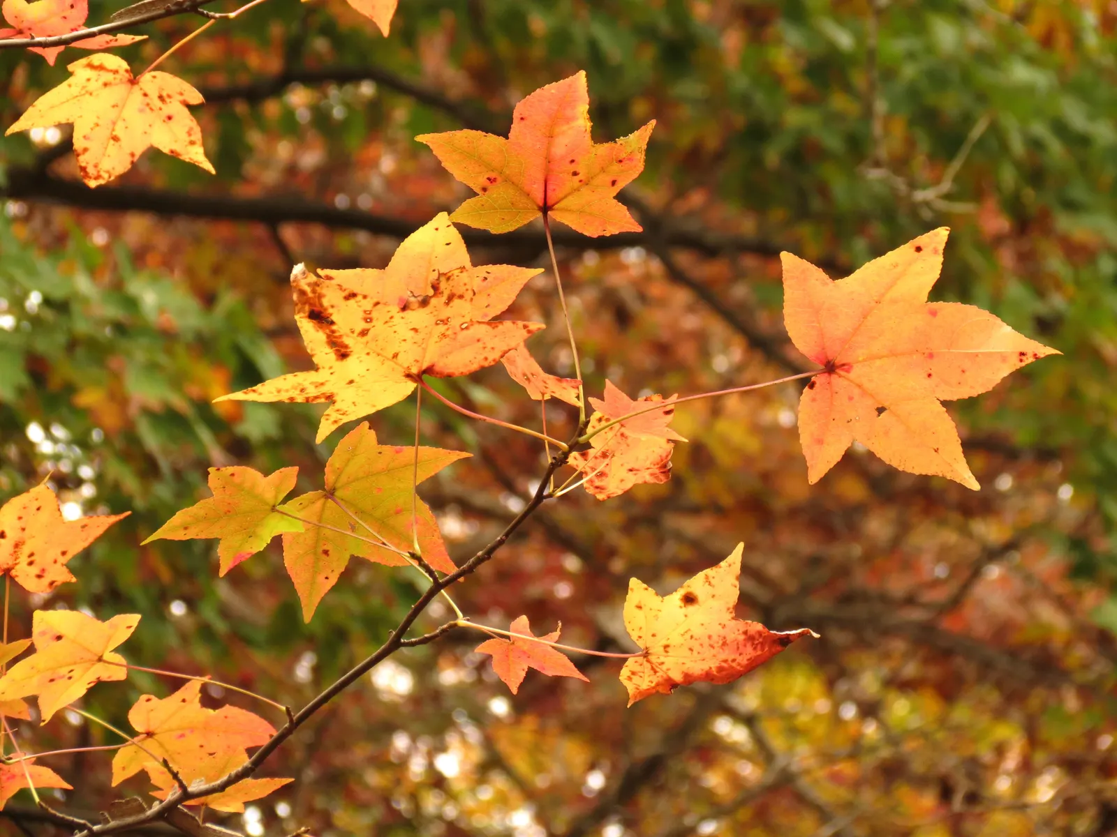 American Sweet Gum (Liquidambar Styraciflua) — is a captivating deciduous tree renowned for its stunning fall coloration and distinctive spiky fruit