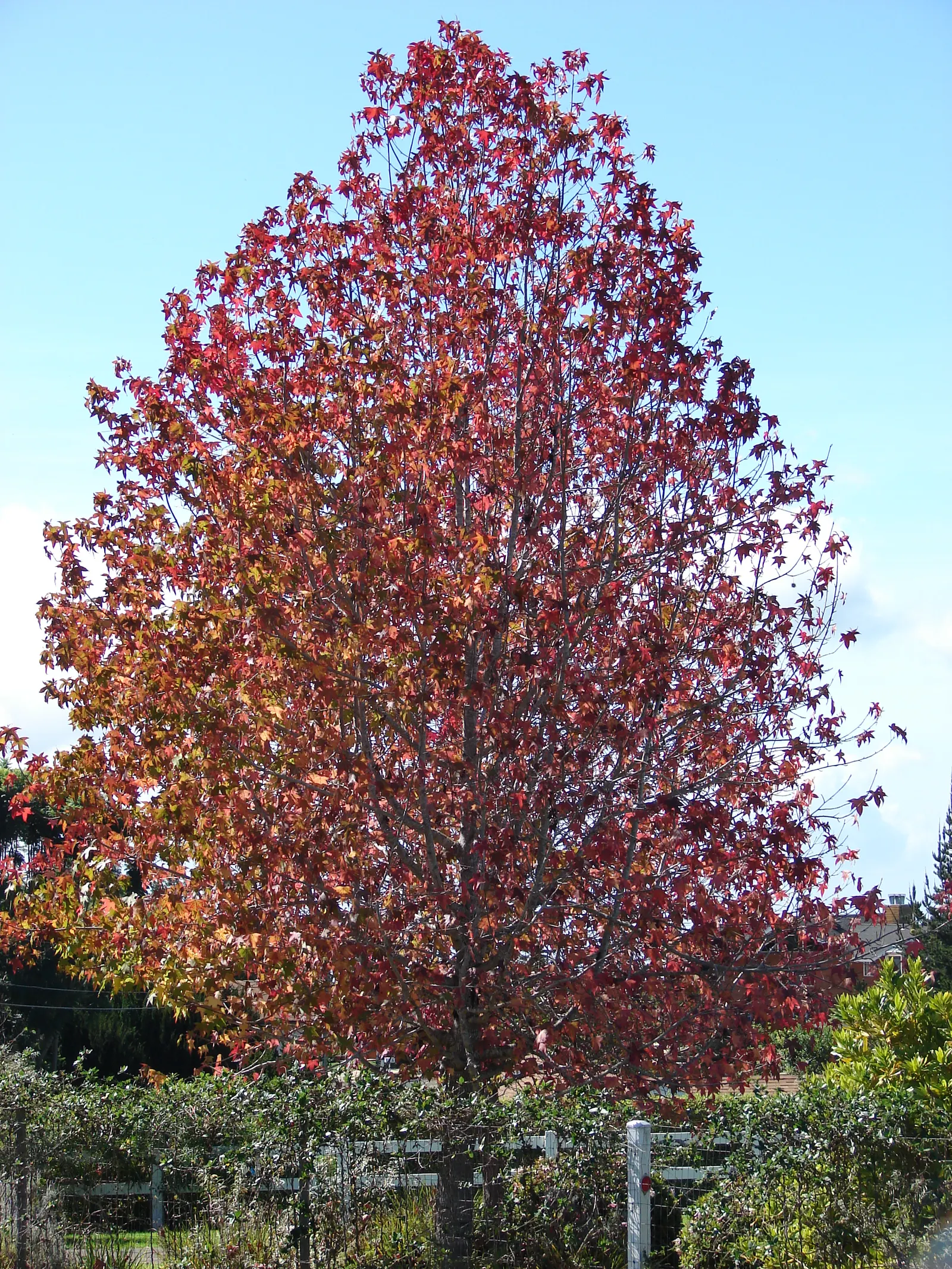 American Sweet Gum (Liquidambar Styraciflua) — Notable for its star-shaped leaves and vibrant fall colors, it prefers full sun and moist, image 128