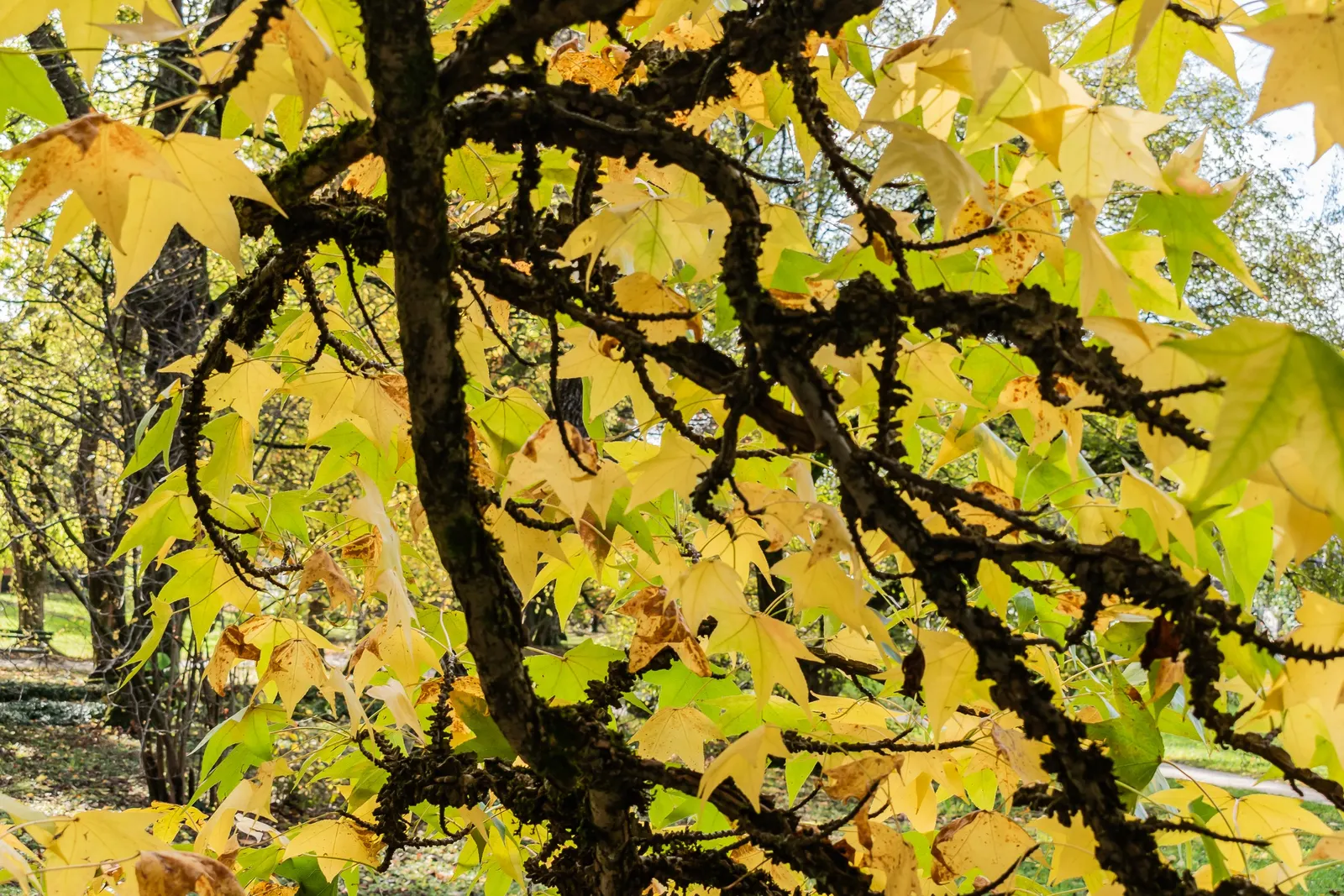 American Sweet Gum (Liquidambar Styraciflua) — Its spiky gumballs can be a maintenance issue; tree for full, image 54