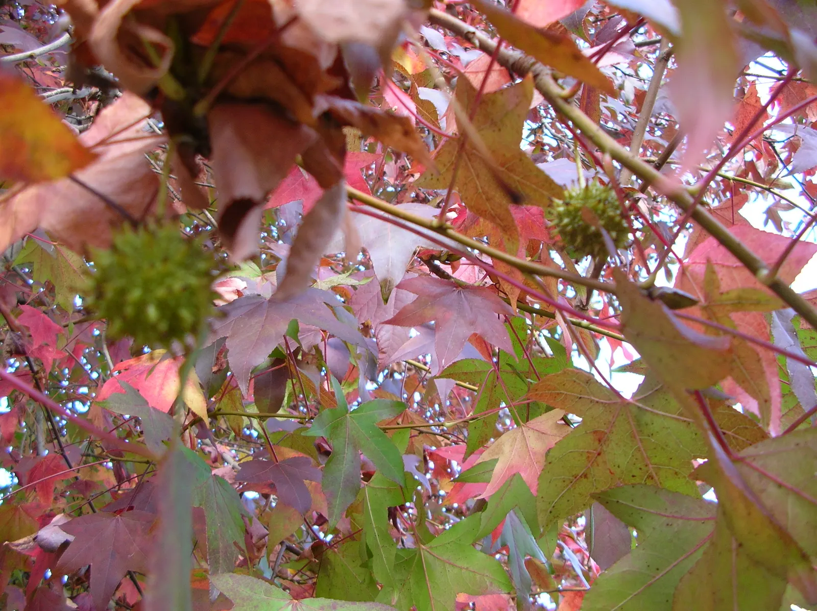 American Sweet Gum (Liquidambar Styraciflua) — with a canopy spread of 40 to 50 feet; this tree presents a pyramidal form in its youth that becomes, image 134