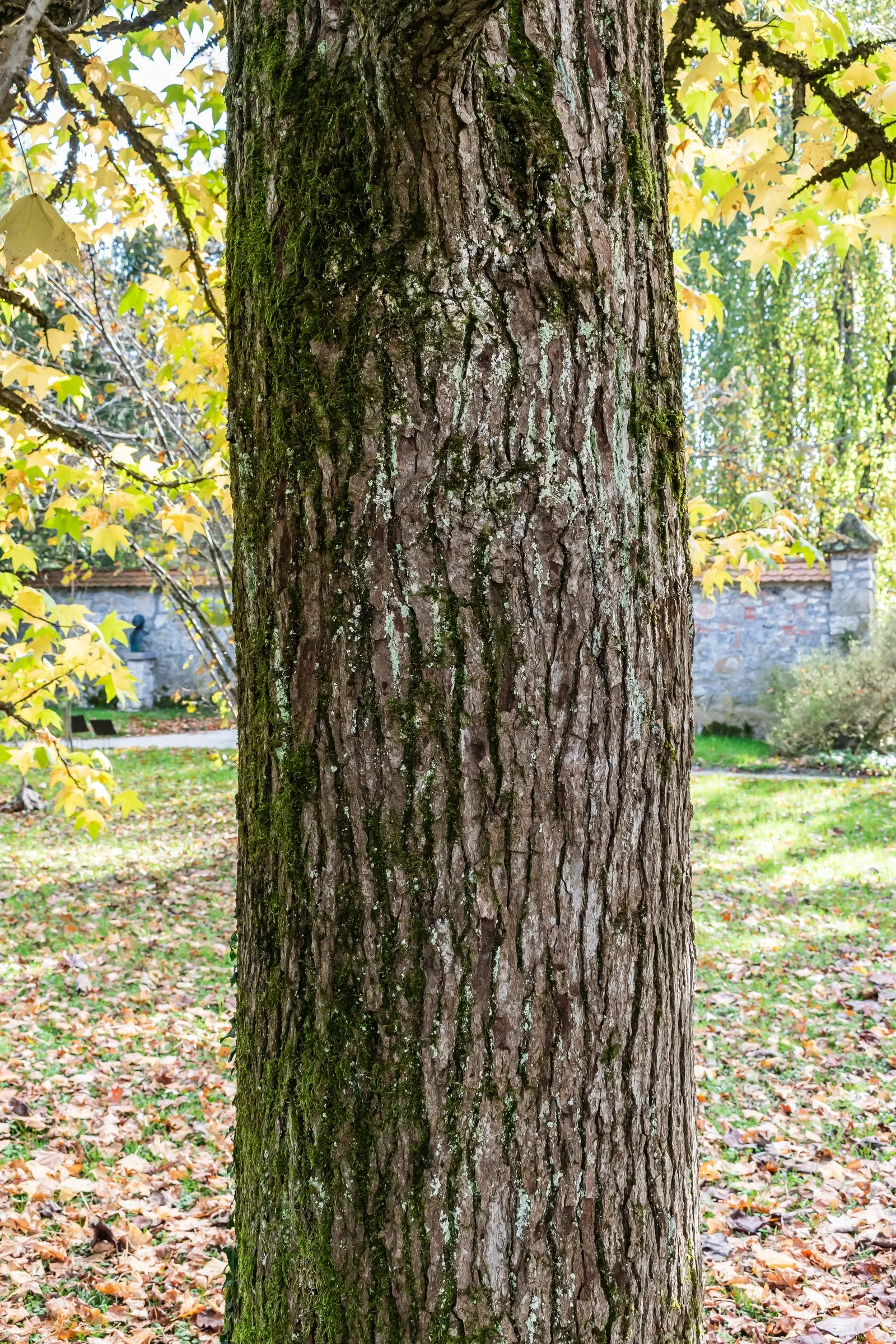 American Sweet Gum (Liquidambar Styraciflua) — Growing to an impressive height of 60 to 75 feet; notable for its star-shaped leaves and vibrant, image 58