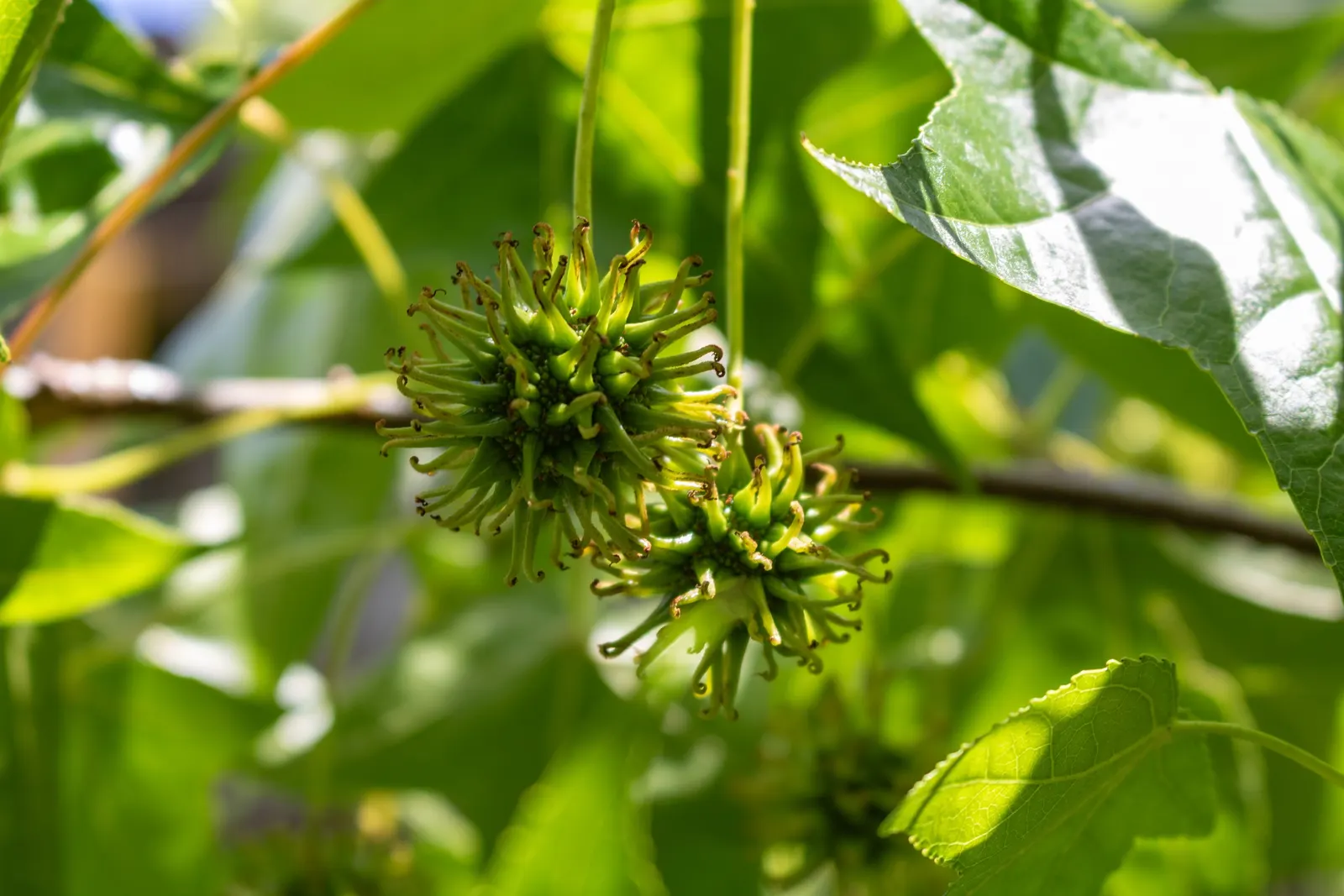 American Sweet Gum (Liquidambar Styraciflua) — reaching up to 60-75 feet tall with a 40-50 feet spread; its star-shaped leaves are a luscious green throughout