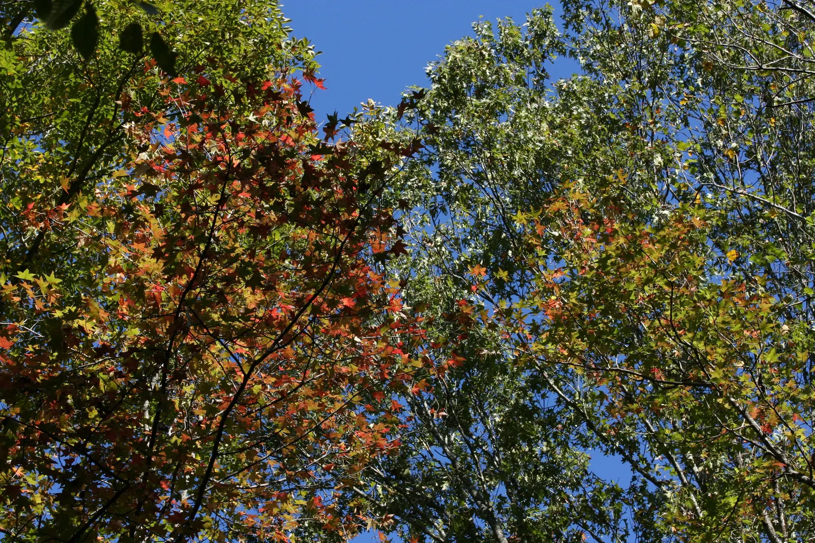 American Sweet Gum (Liquidambar Styraciflua) — tolerating even clay soils; with a canopy spread of 40 to 50 feet