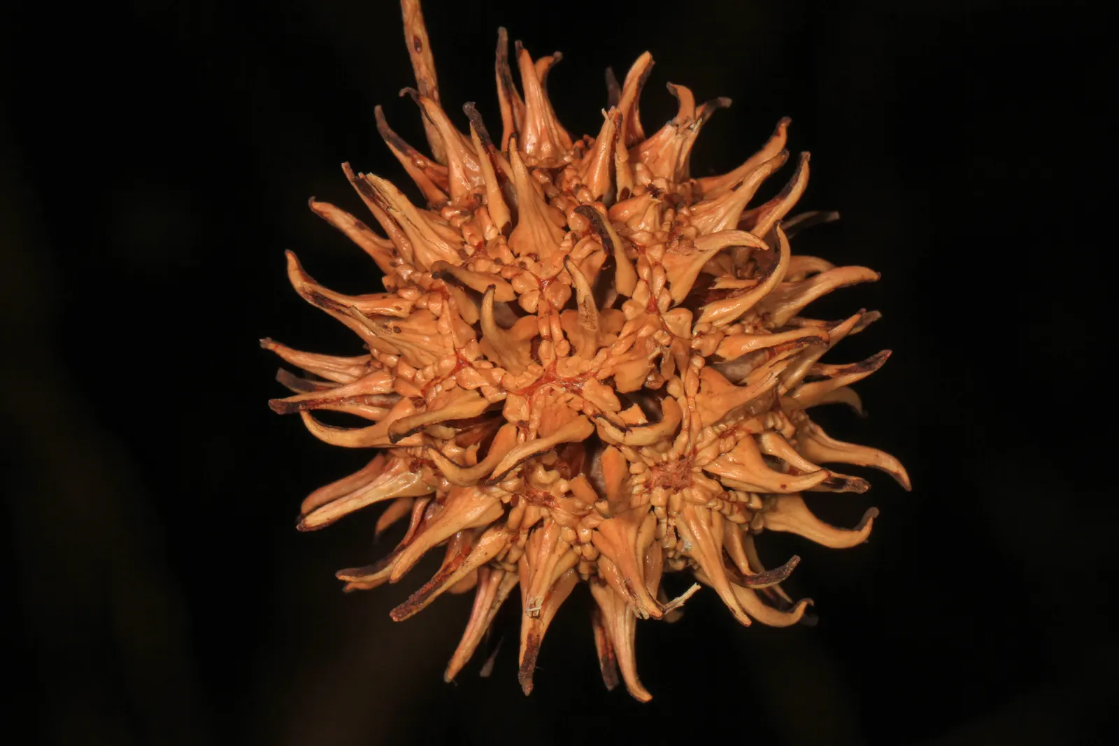 American Sweet Gum (Liquidambar Styraciflua) — landscape designers should note its potential size and root system when positioning it; balsamic aroma to the