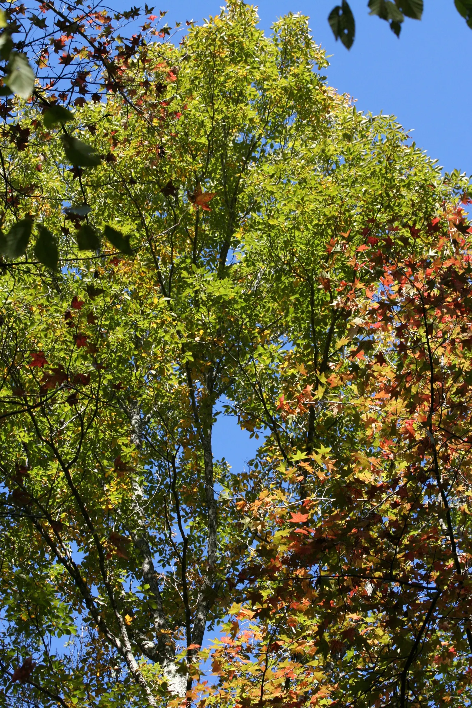 American Sweet Gum (Liquidambar Styraciflua) — It thrives in full sun, requiring at least six hours of direct, unfiltered sunlight per day; tolerating even