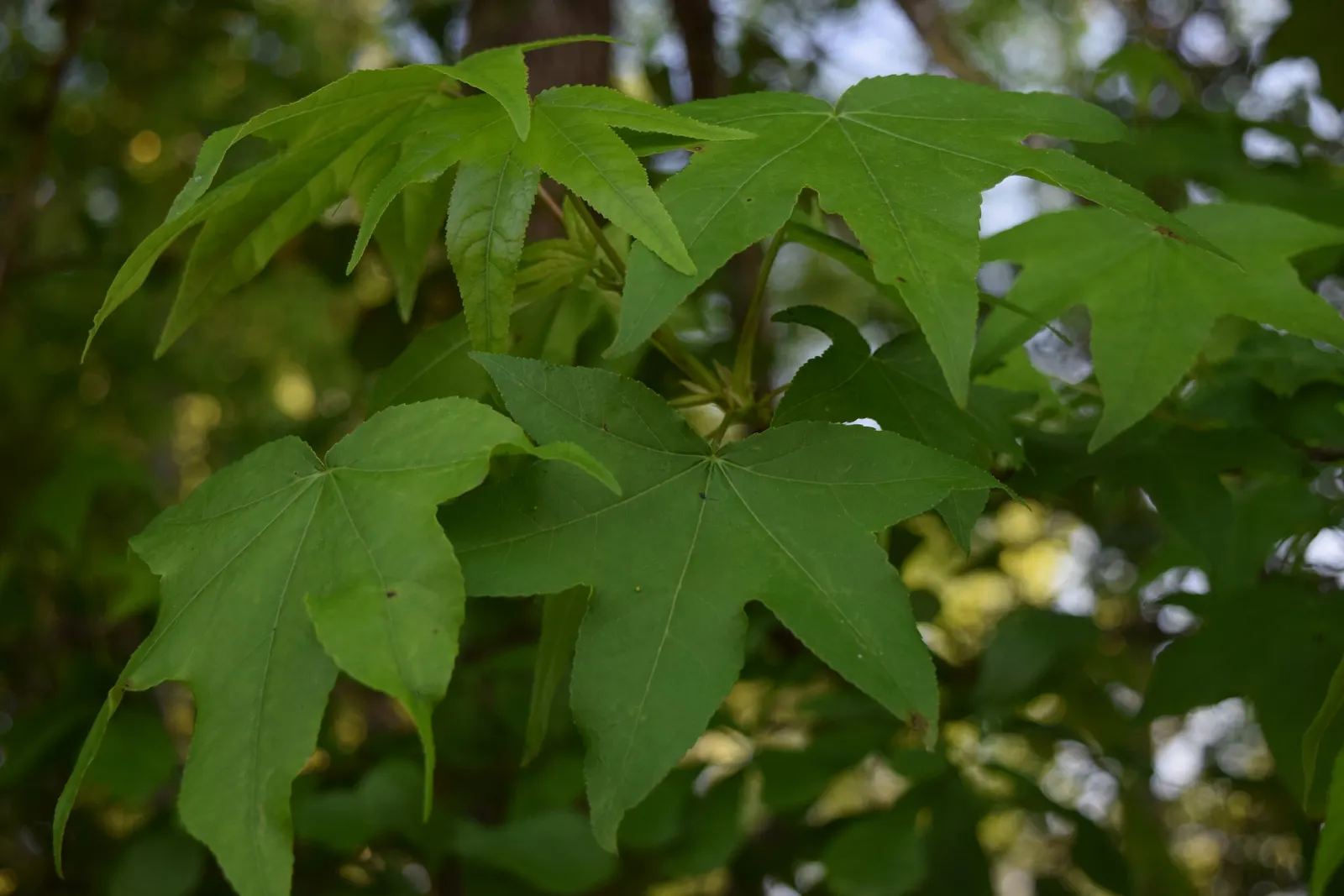 American Sweet Gum (Liquidambar Styraciflua) — clients will enjoy a majestic tree with year-round interest and a vivid seasonal display