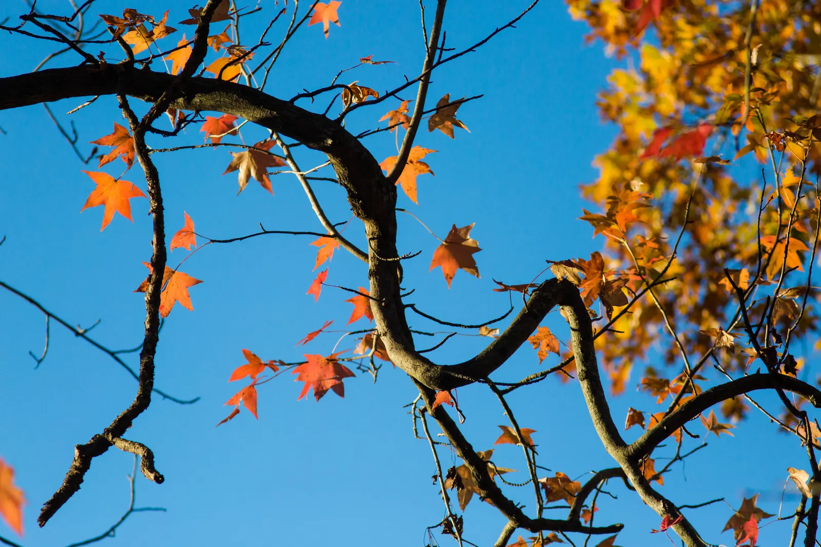 American Sweet Gum (Liquidambar Styraciflua) — balsamic aroma to the garden space.<br><br>In choosing the American Sweet Gum for a landscape
