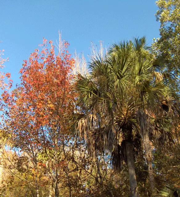 American Sweet Gum (Liquidambar Styraciflua) — balsamic aroma to the garden space.<br><br>In choosing the American Sweet Gum for a landscape, image 148