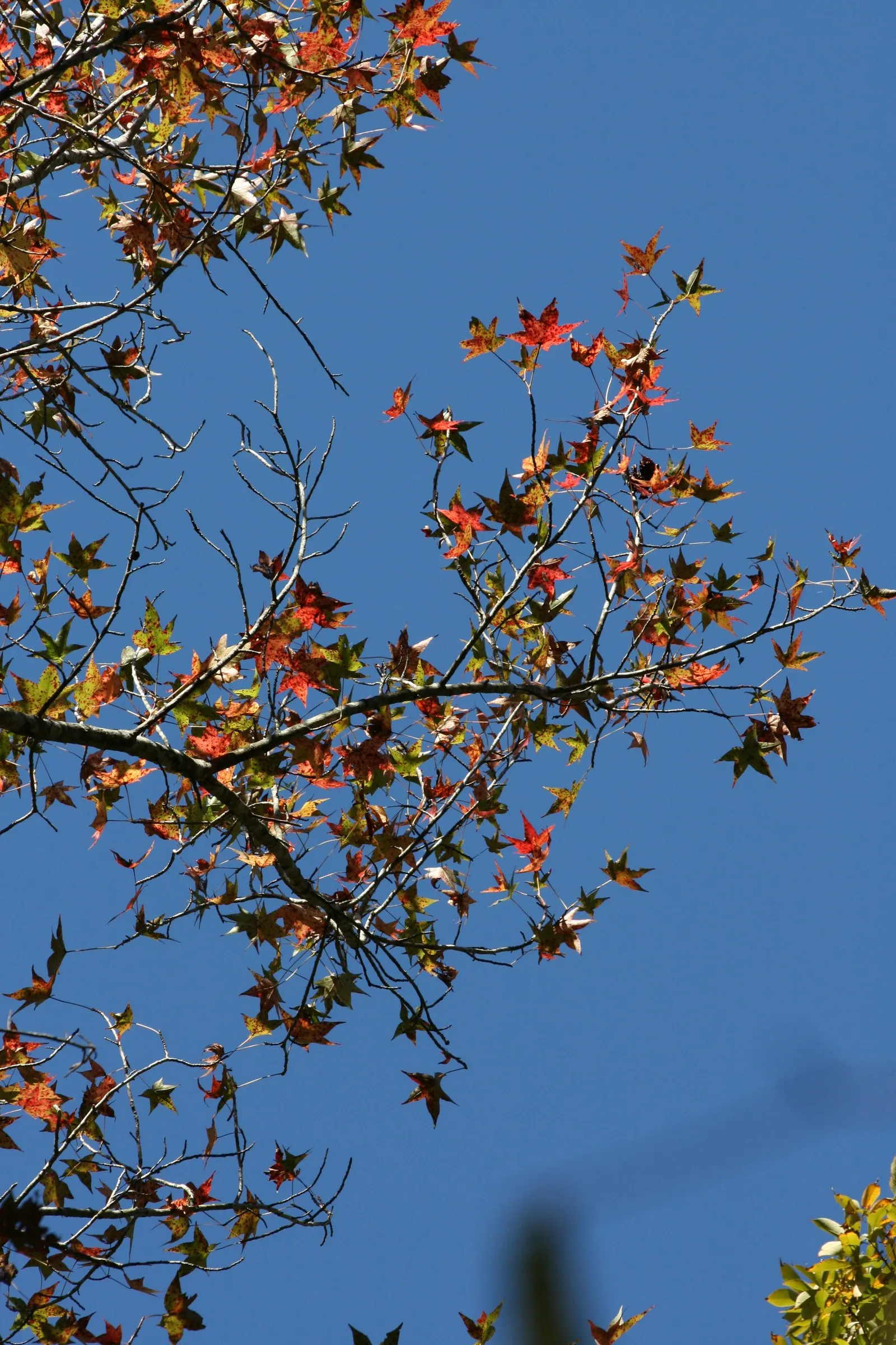 American Sweet Gum (Liquidambar Styraciflua) — this tree presents a pyramidal form in its youth that becomes more rounded with maturity; it thrives in full