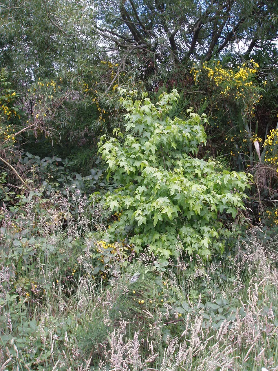 American Sweet Gum (Liquidambar Styraciflua) — which adds a textural element to the landscape during the leaf-off season; persists through winter, image 139