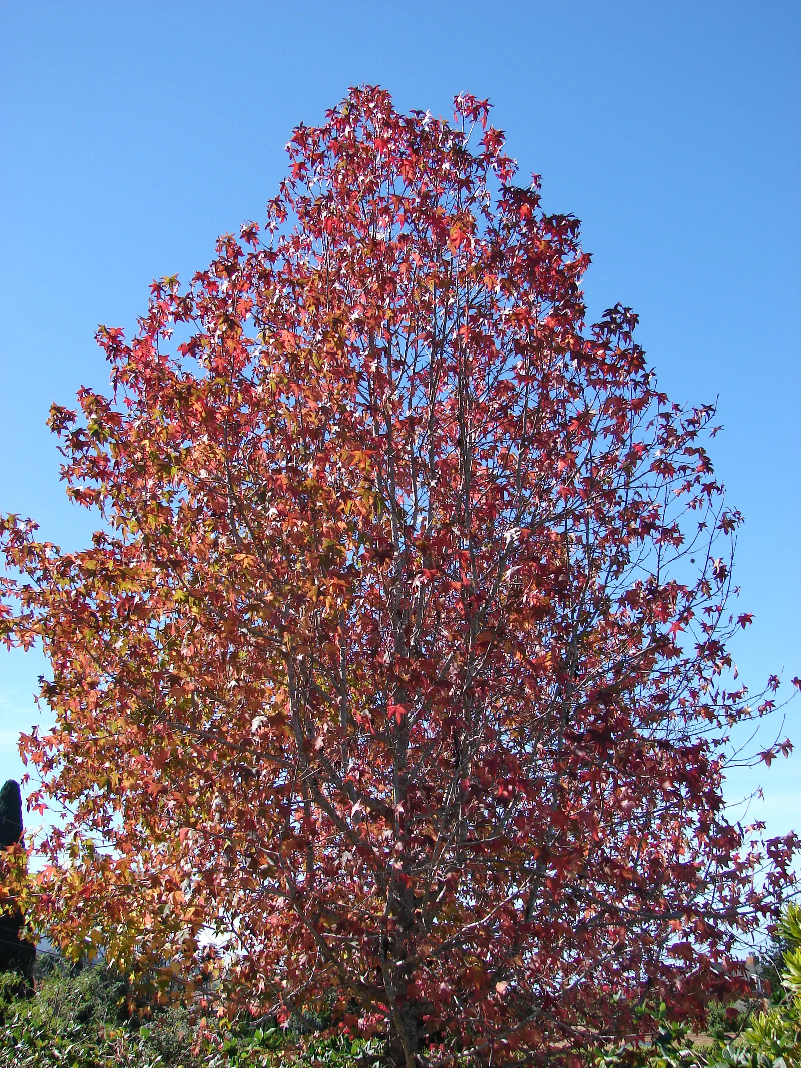 American Sweet Gum (Liquidambar Styraciflua) — this tree presents a pyramidal form in its youth that becomes more rounded with maturity; it thrives, image 135