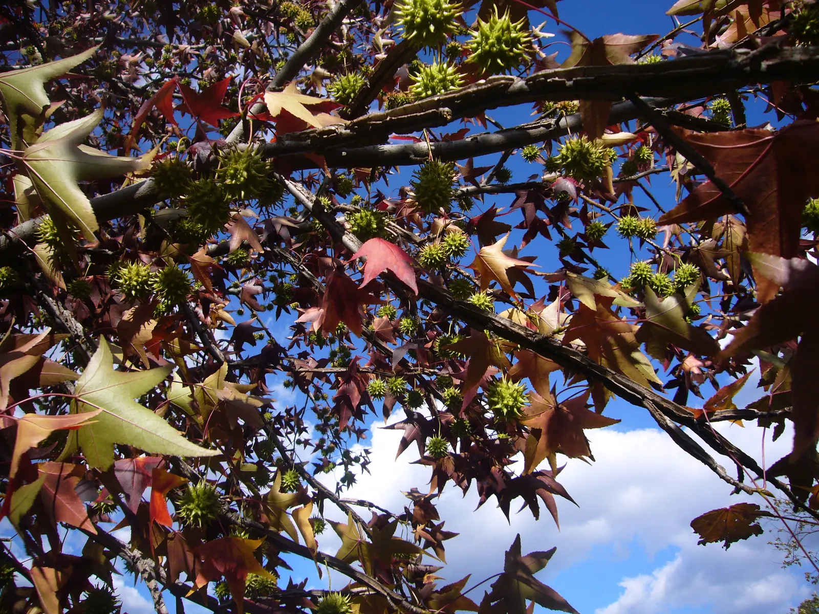 American Sweet Gum (Liquidambar Styraciflua) — Its star-shaped leaves are a luscious green throughout spring and summer; clients will enjoy a, image 61
