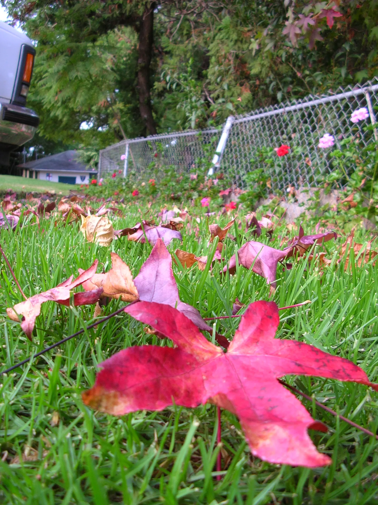 American Sweet Gum (Liquidambar Styraciflua) — the leaves and twigs emit a fragrant resin when bruised