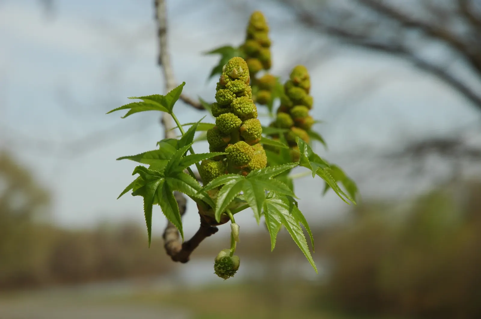 American Sweet Gum (Liquidambar Styraciflua) — with a canopy spread of 40 to 50 feet