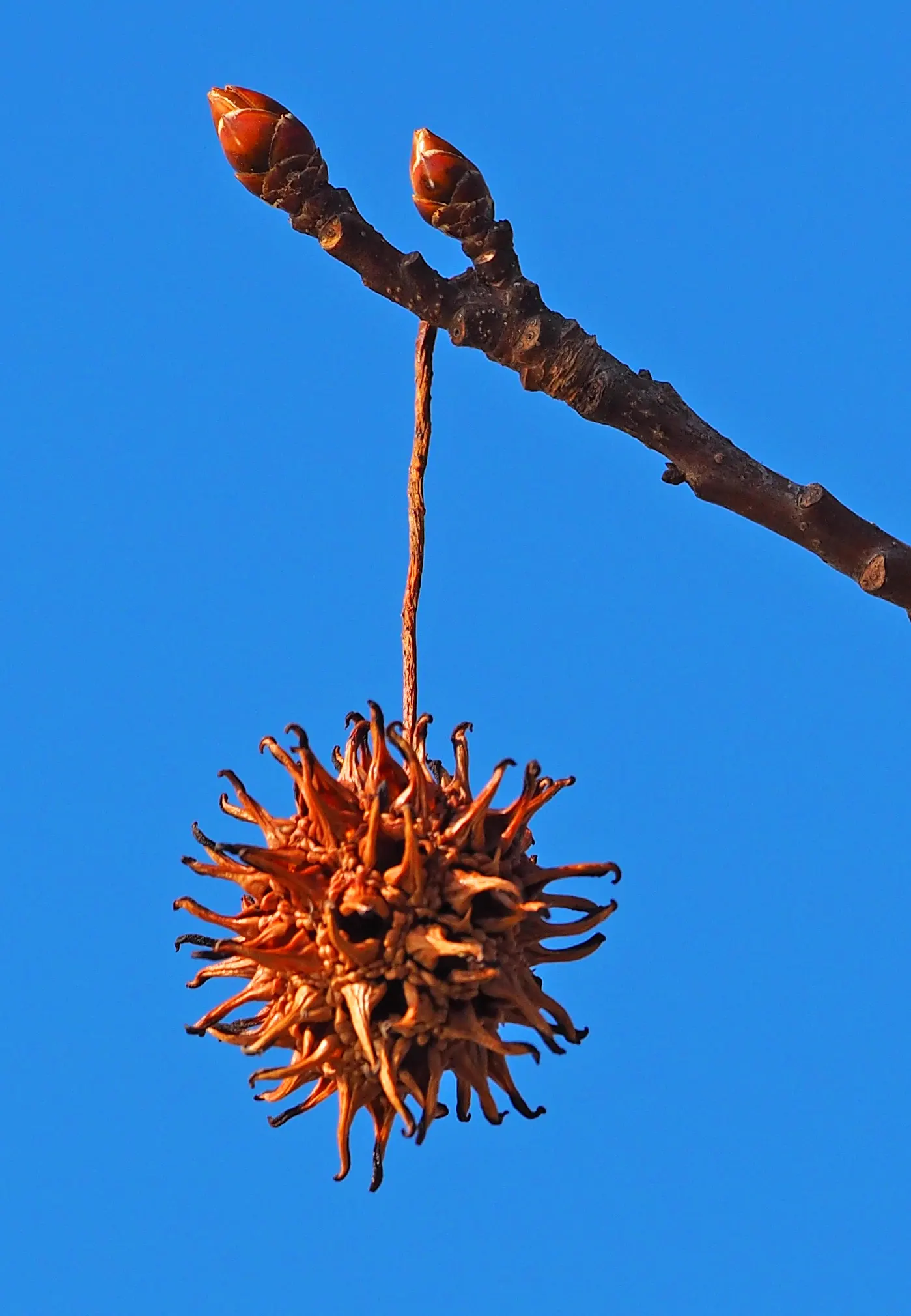 American Sweet Gum (Liquidambar Styraciflua) — but the species is adaptable; reaching up to 60-75 feet tall with a 40-50 feet spread