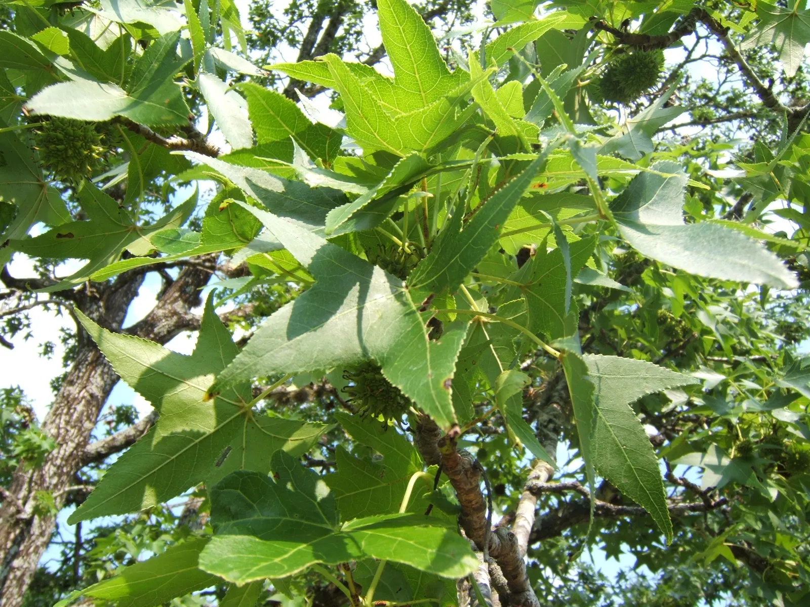 American Sweet Gum (Liquidambar Styraciflua) — this tree presents a pyramidal form in its youth that becomes more rounded with maturity; it thrives, image 85