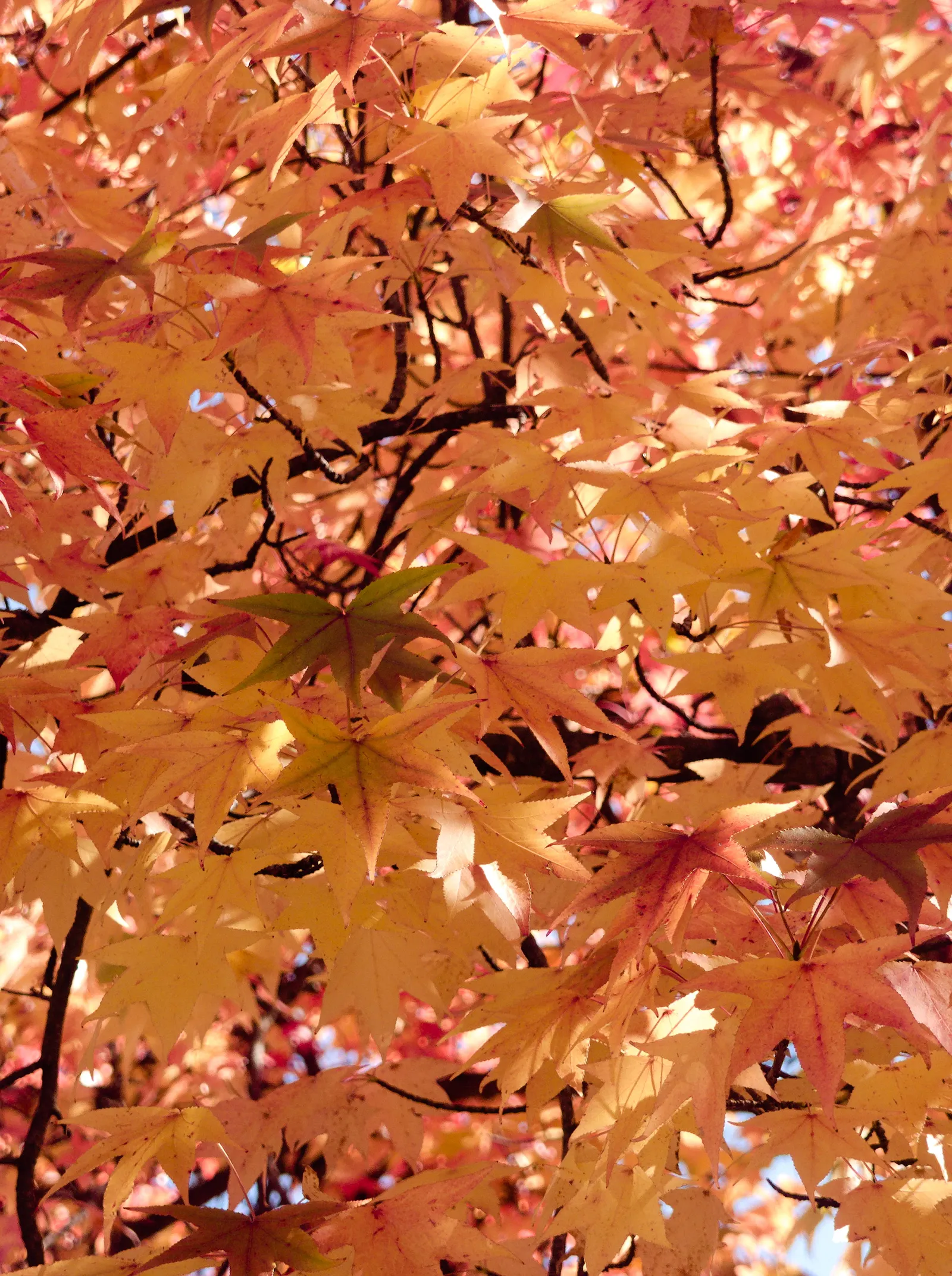 American Sweet Gum (Liquidambar Styraciflua) — Growing to an impressive height of 60 to 75 feet; notable for its star-shaped leaves and vibrant, image 83