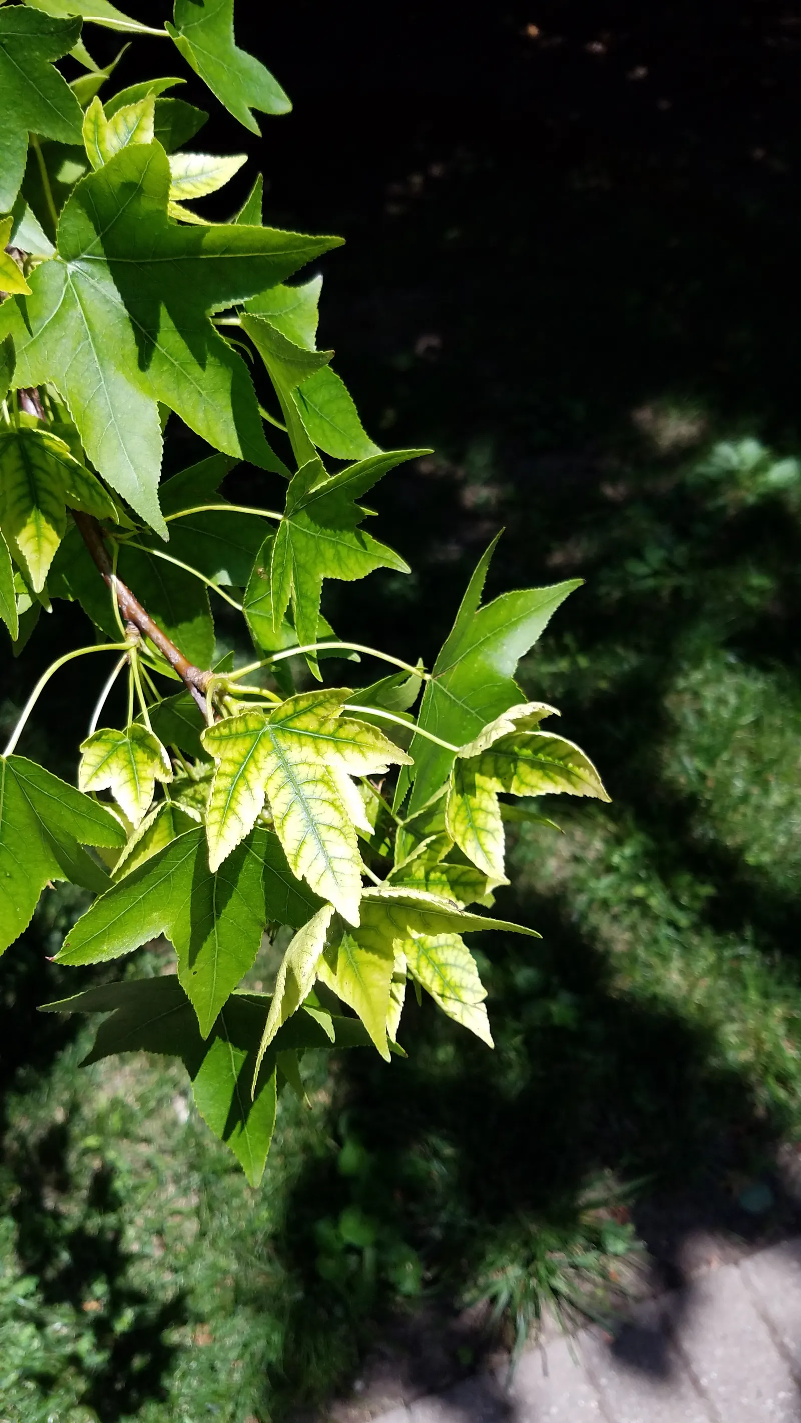 American Sweet Gum (Liquidambar Styraciflua) — It's deciduous, with a moderate to fast growth rate; which adds a textural element to the landscape during the