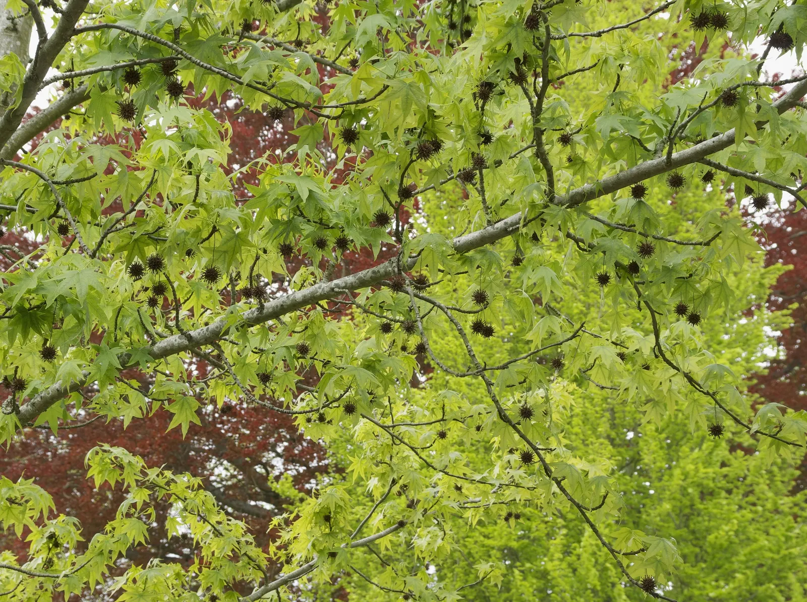 American Sweet Gum (Liquidambar Styraciflua) — tolerating even clay soils
