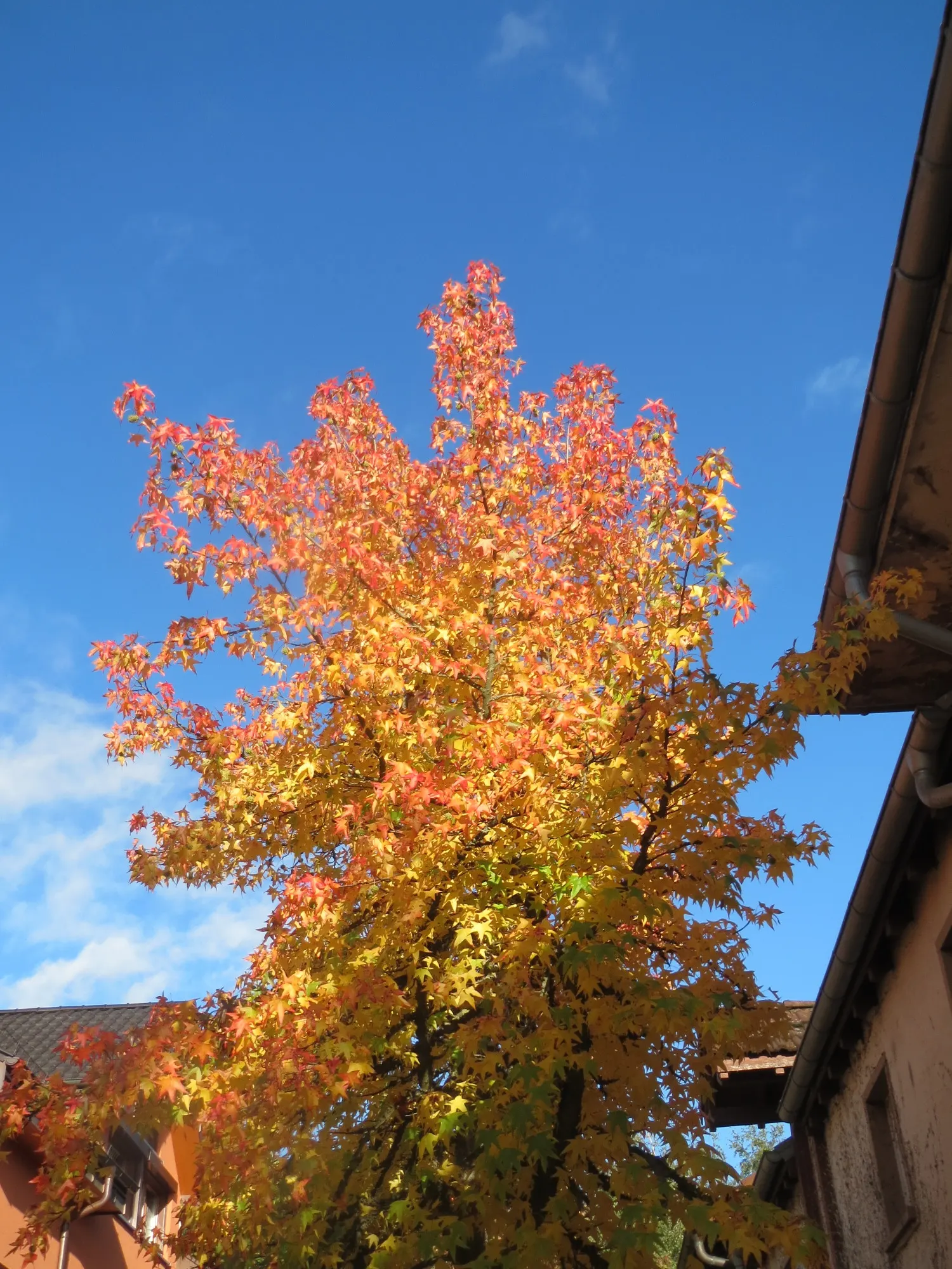 American Sweet Gum (Liquidambar Styraciflua) — Notable for its star-shaped leaves and vibrant fall colors, it prefers full sun and moist, image 78