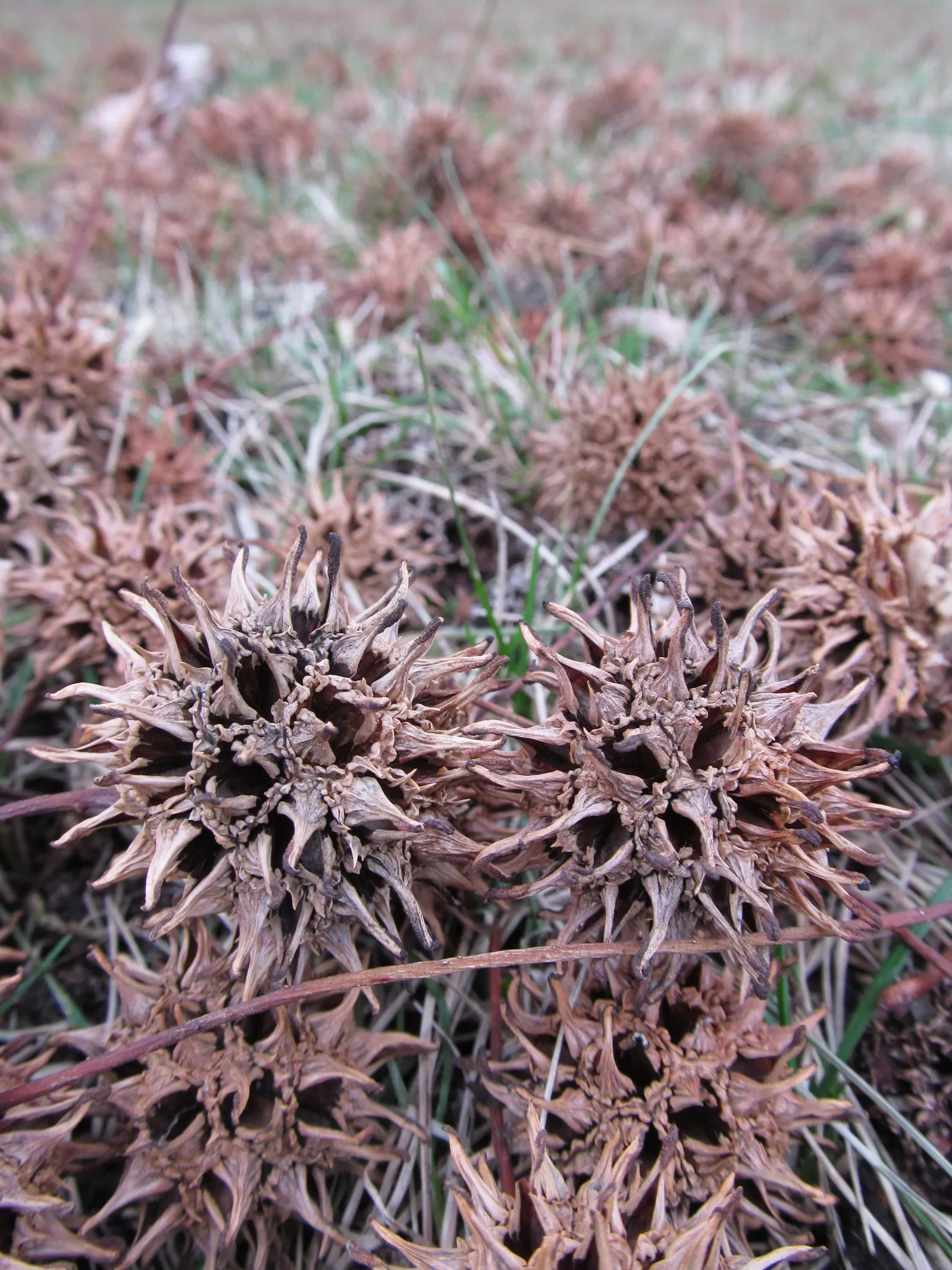 American Sweet Gum (Liquidambar Styraciflua) — It's deciduous, with a moderate to fast growth rate; which adds a textural element to the landscape, image 81