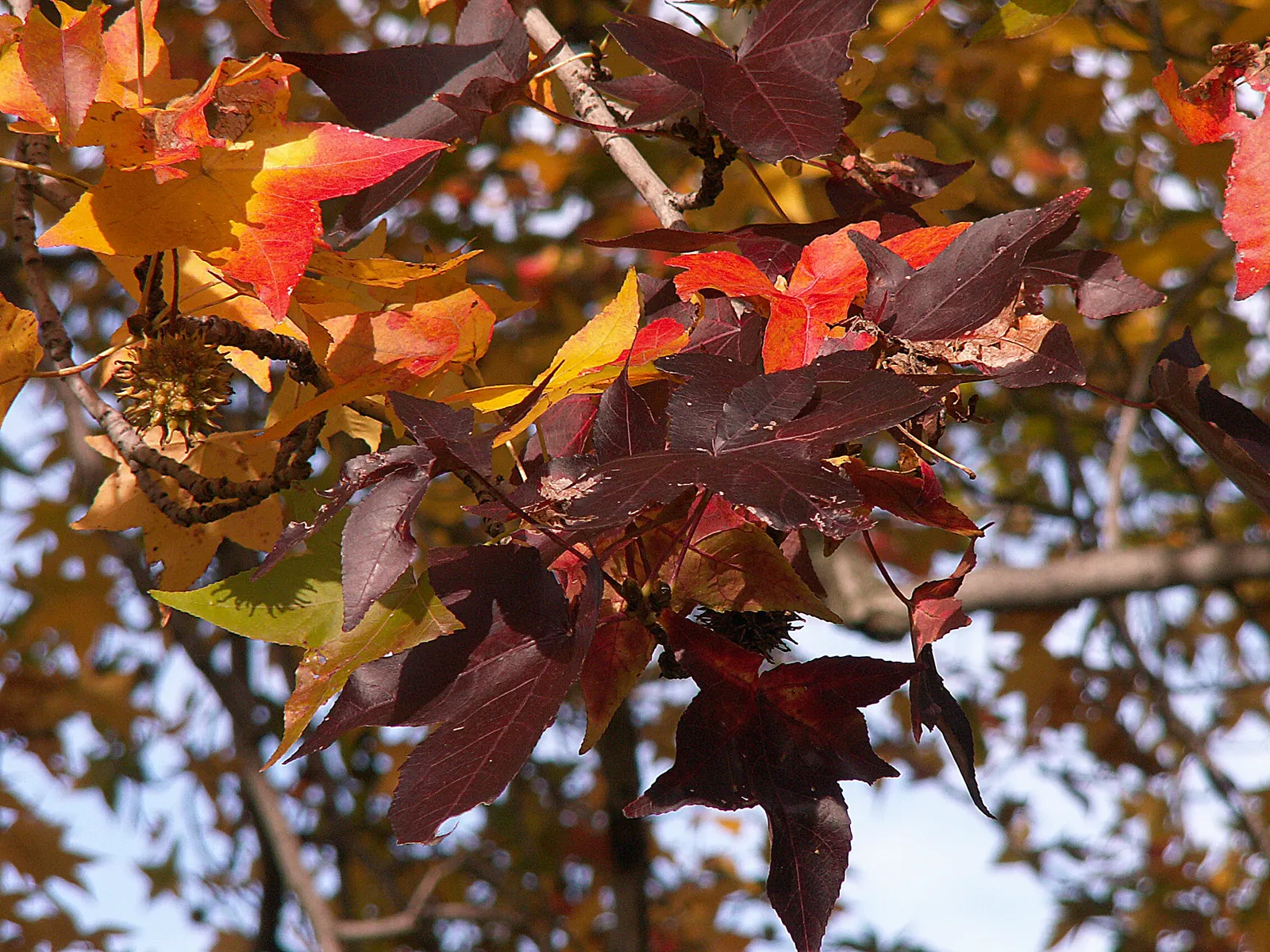 American Sweet Gum (Liquidambar Styraciflua) — reaching up to 60-75 feet tall with a 40-50 feet spread; its star-shaped leaves are a luscious green, image 77