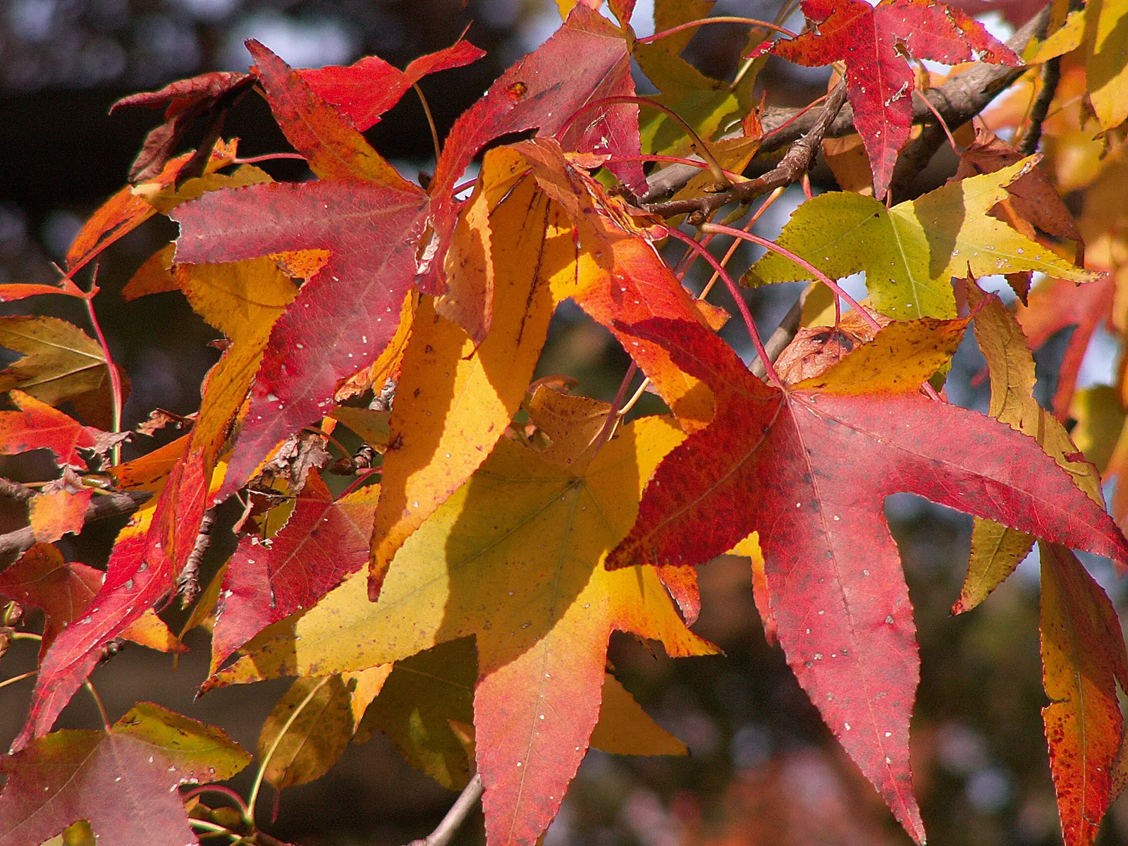 American Sweet Gum (Liquidambar Styraciflua) — persists through winter and can pose a litter nuisance if planted near walkways or frequented areas, image 70
