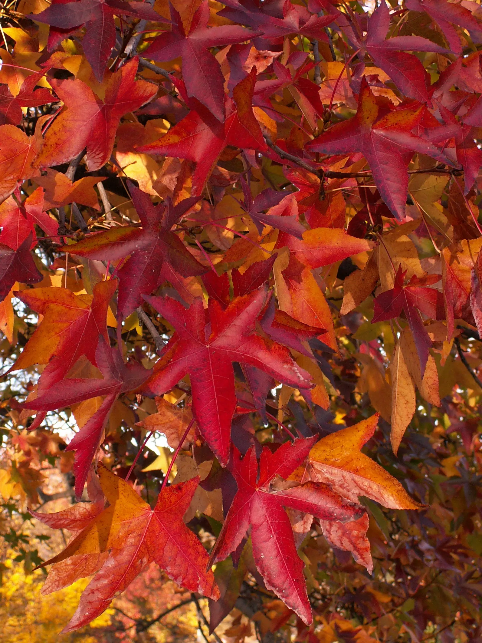 American Sweet Gum (Liquidambar Styraciflua) — landscape designers should note its potential size and root system when positioning it; balsamic, image 68