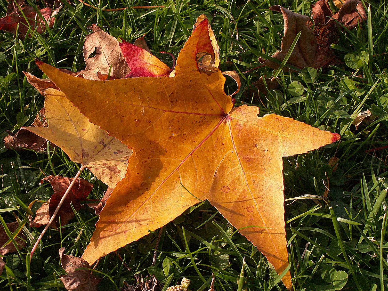 American Sweet Gum (Liquidambar Styraciflua) — tolerating even clay soils; with a canopy spread of 40 to 50 feet, image 66