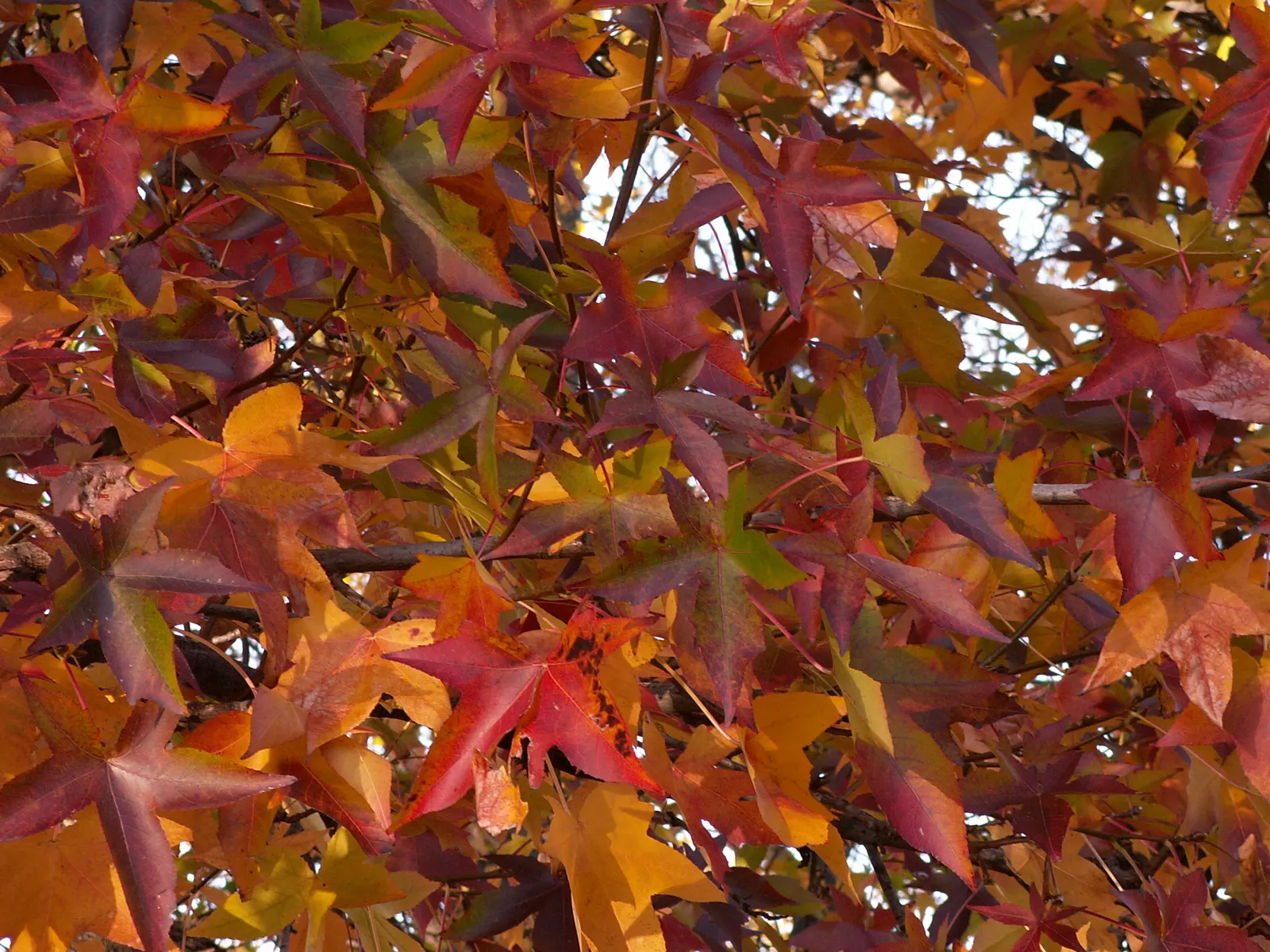 American Sweet Gum (Liquidambar Styraciflua) — with a canopy spread of 40 to 50 feet; this tree presents a pyramidal form in its youth that becomes, image 59