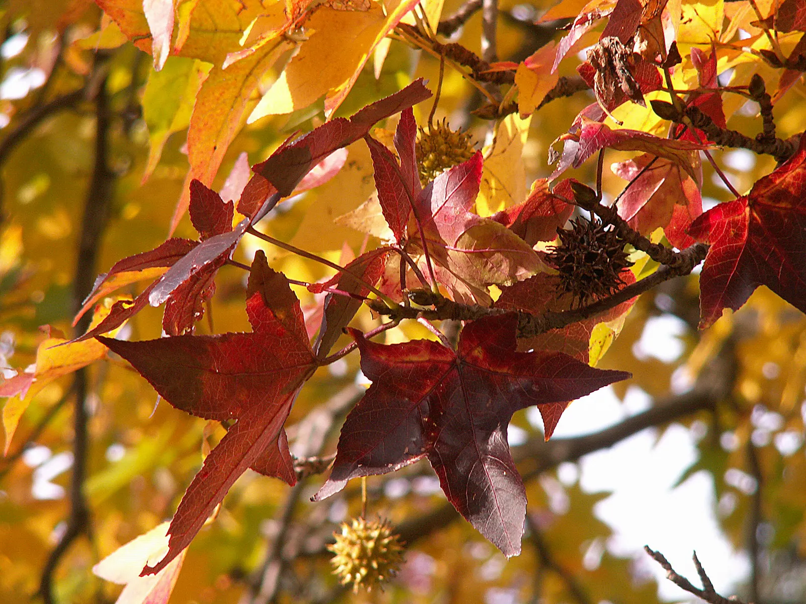 American Sweet Gum (Liquidambar Styraciflua) — balsamic aroma to the garden space.<br><br>In choosing the American Sweet Gum for a landscape, image 73