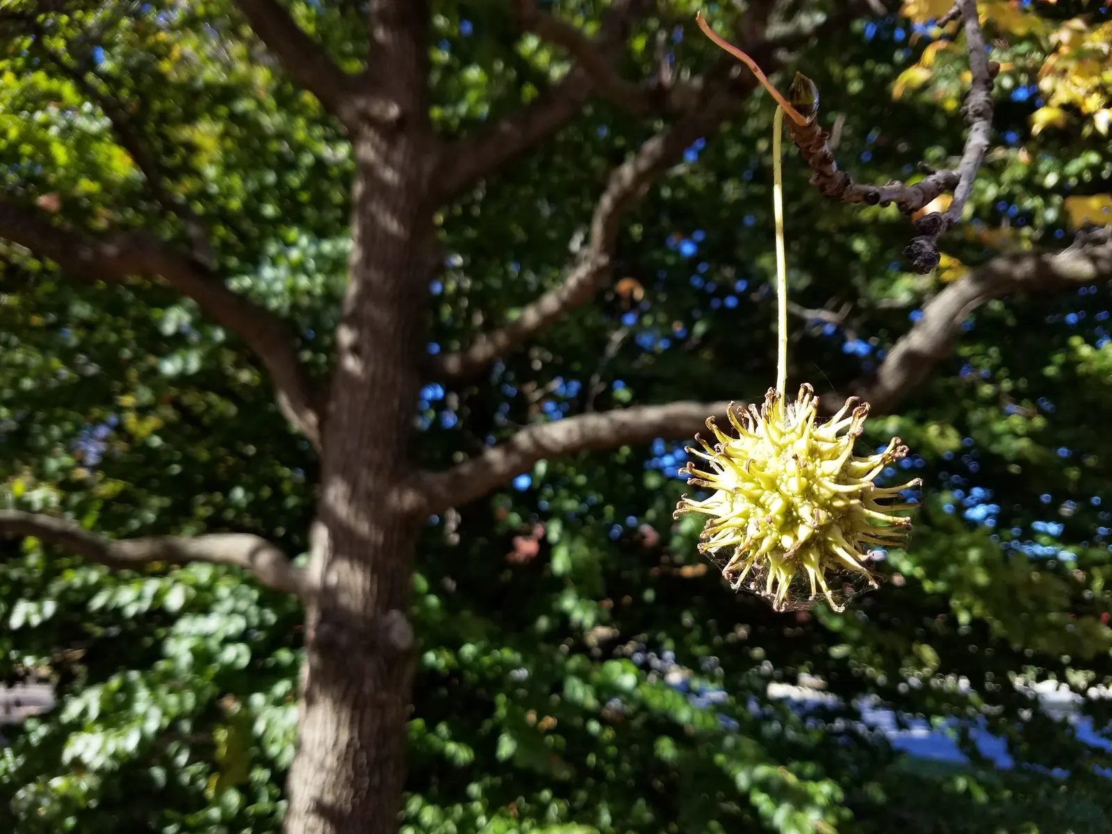 American Sweet Gum (Liquidambar Styraciflua) — ensuring there is ample space for growth.<br><br>The tree's fruit; provides excellent shade but root, image 144