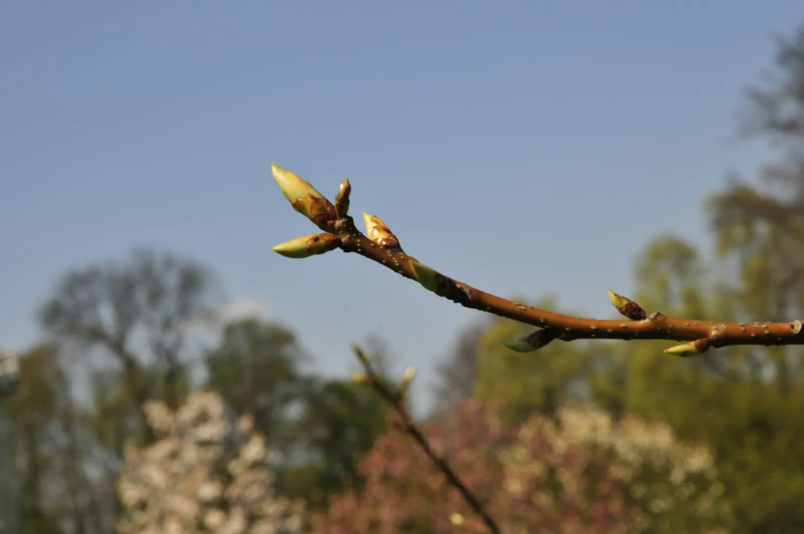 American Sweet Gum (Liquidambar Styraciflua) — reaching up to 60-75 feet tall with a 40-50 feet spread