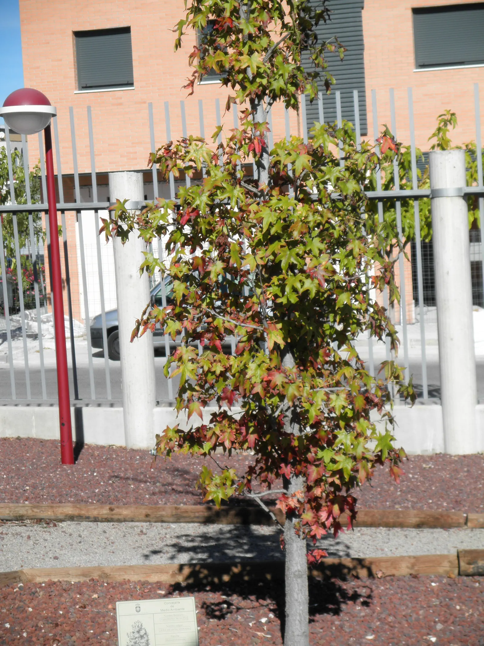 American Sweet Gum (Liquidambar Styraciflua) — but the species is adaptable; reaching up to 60-75 feet tall with a 40-50 feet spread, image 65
