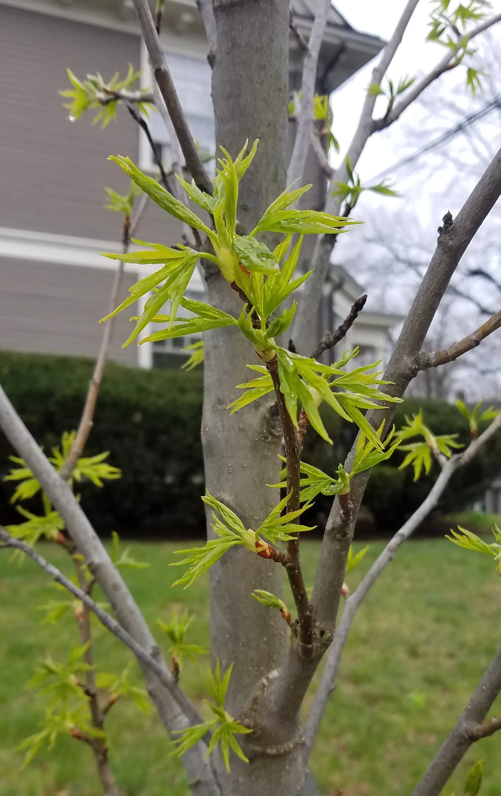 American Sweet Gum (Liquidambar Styraciflua) — transforming into a kaleidoscope of yellows; it's deciduous, with a moderate to fast growth rate, image 62